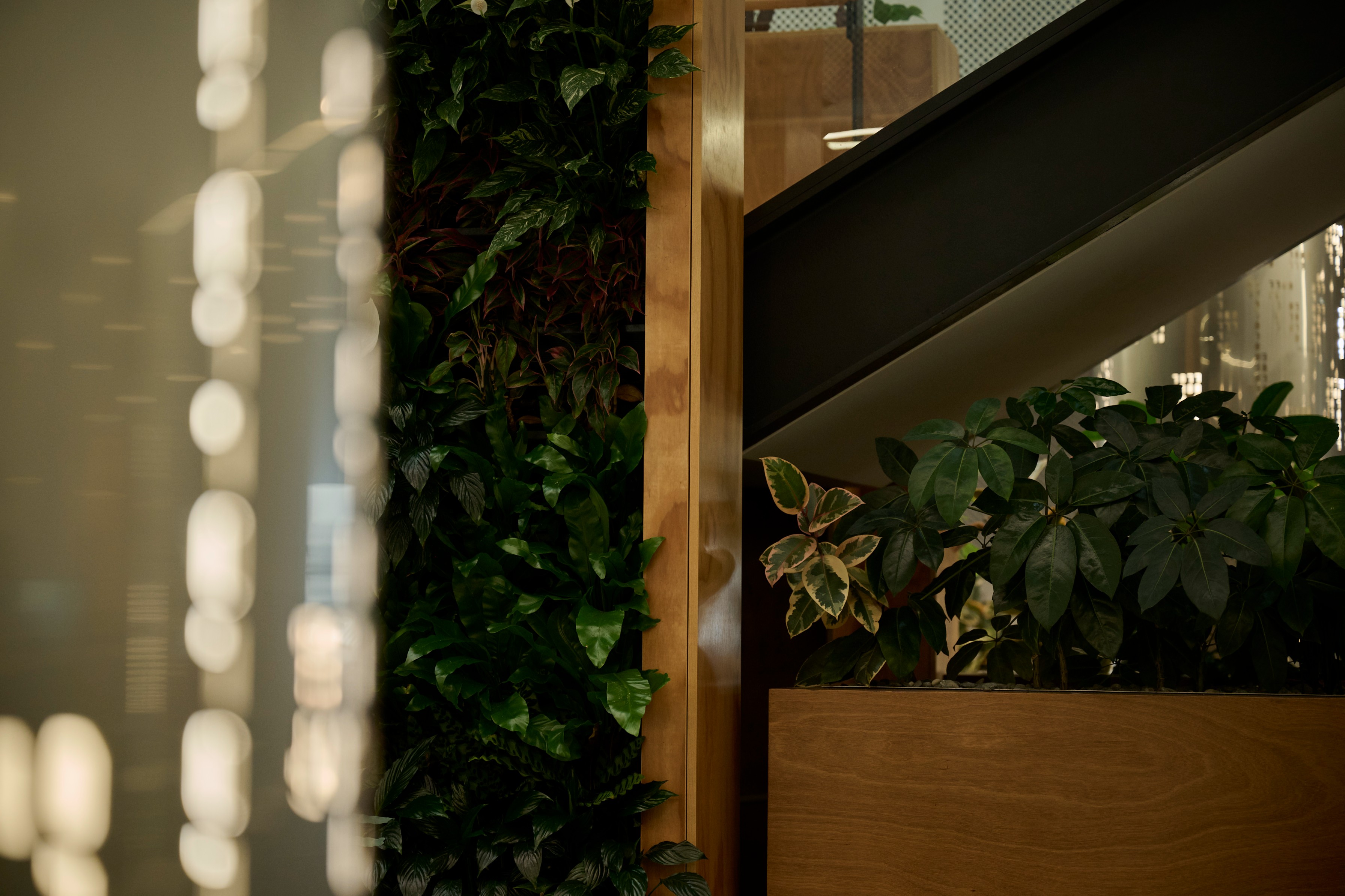 Green wall of layered foliage beside a timber planter box of schefflera and variegated ficus beneath a staircase.