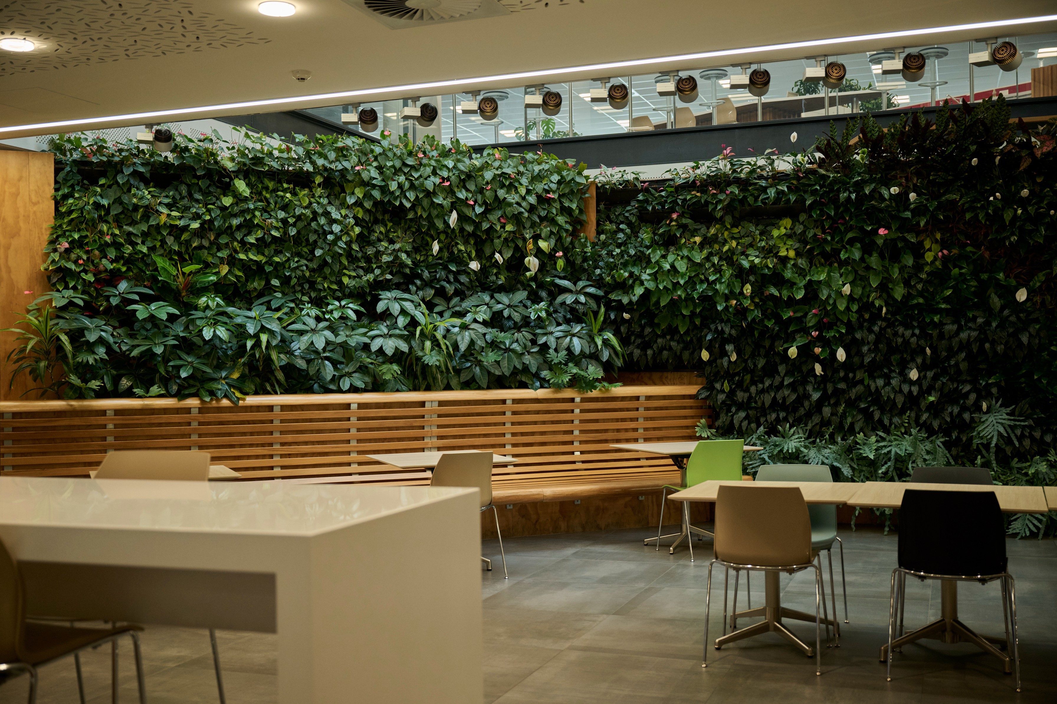 Large flowering anthurium green wall spanning a full-height office wall above timber-slat booth seating.