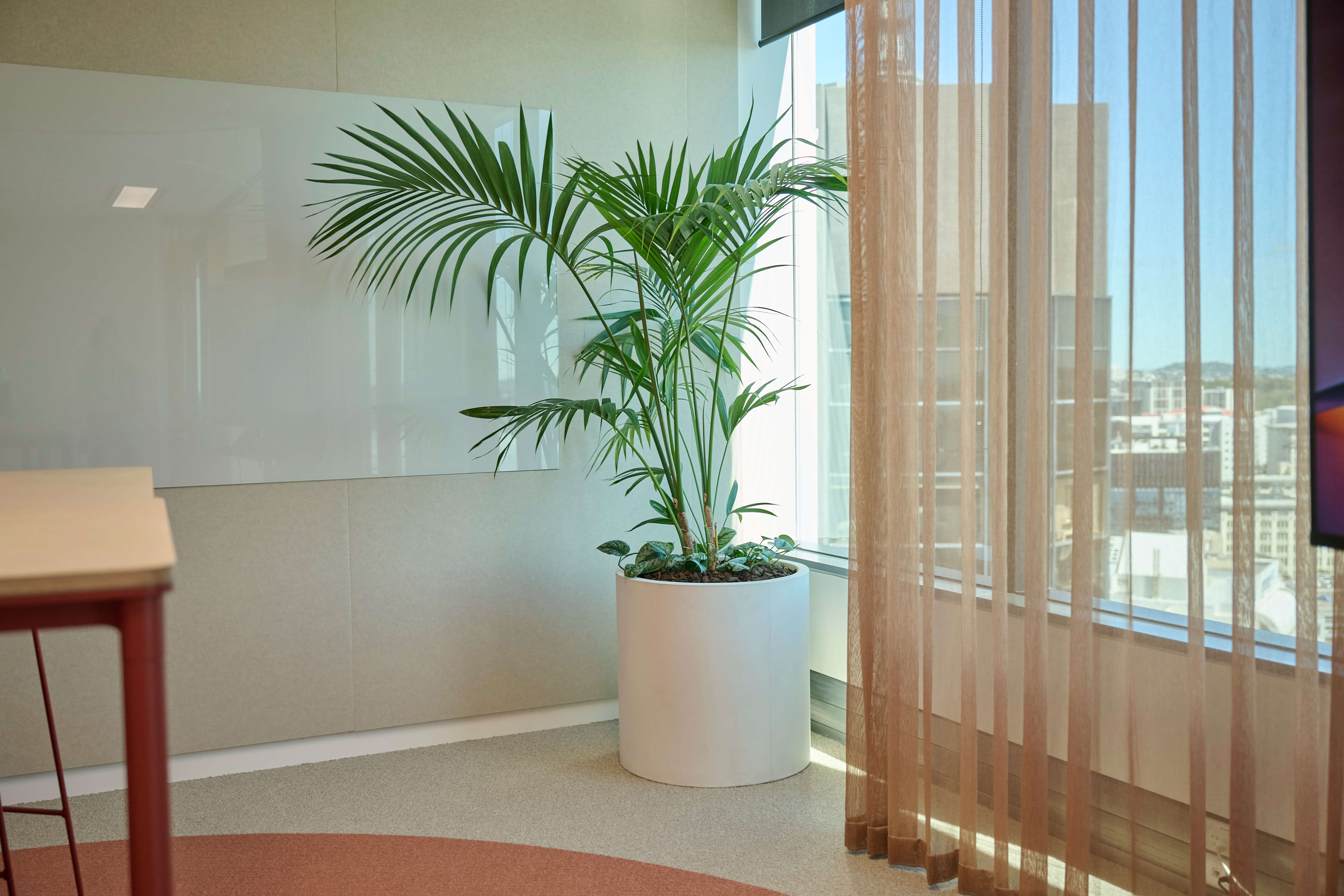 A kentia palm in a white cylindrical pot stands beside a sheer curtain and floor-to-ceiling glass with city views at Oceania.
