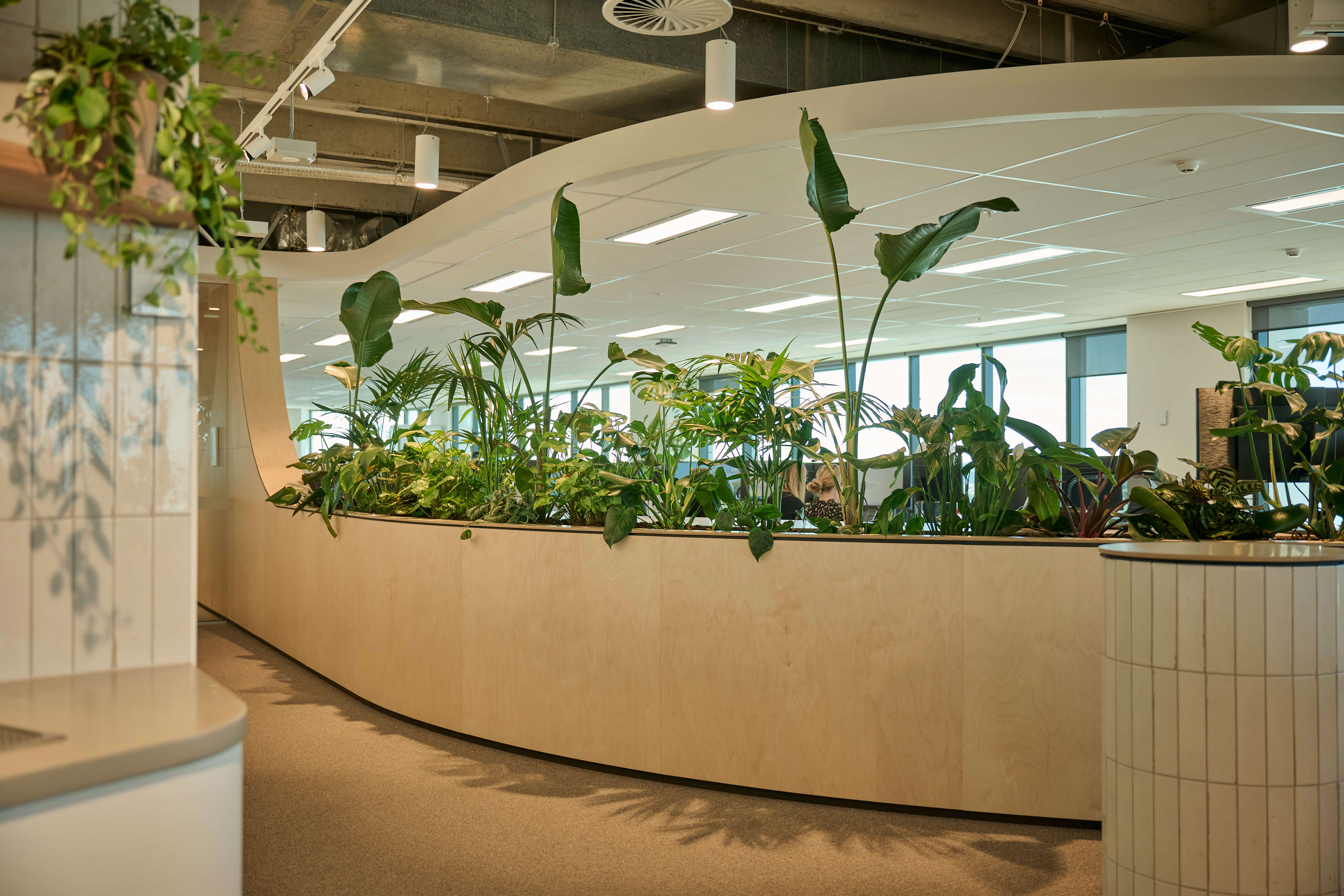 A sweeping curved timber planter at Oceania holds a lush tropical mix of bird of paradise, kentia, monstera, and.