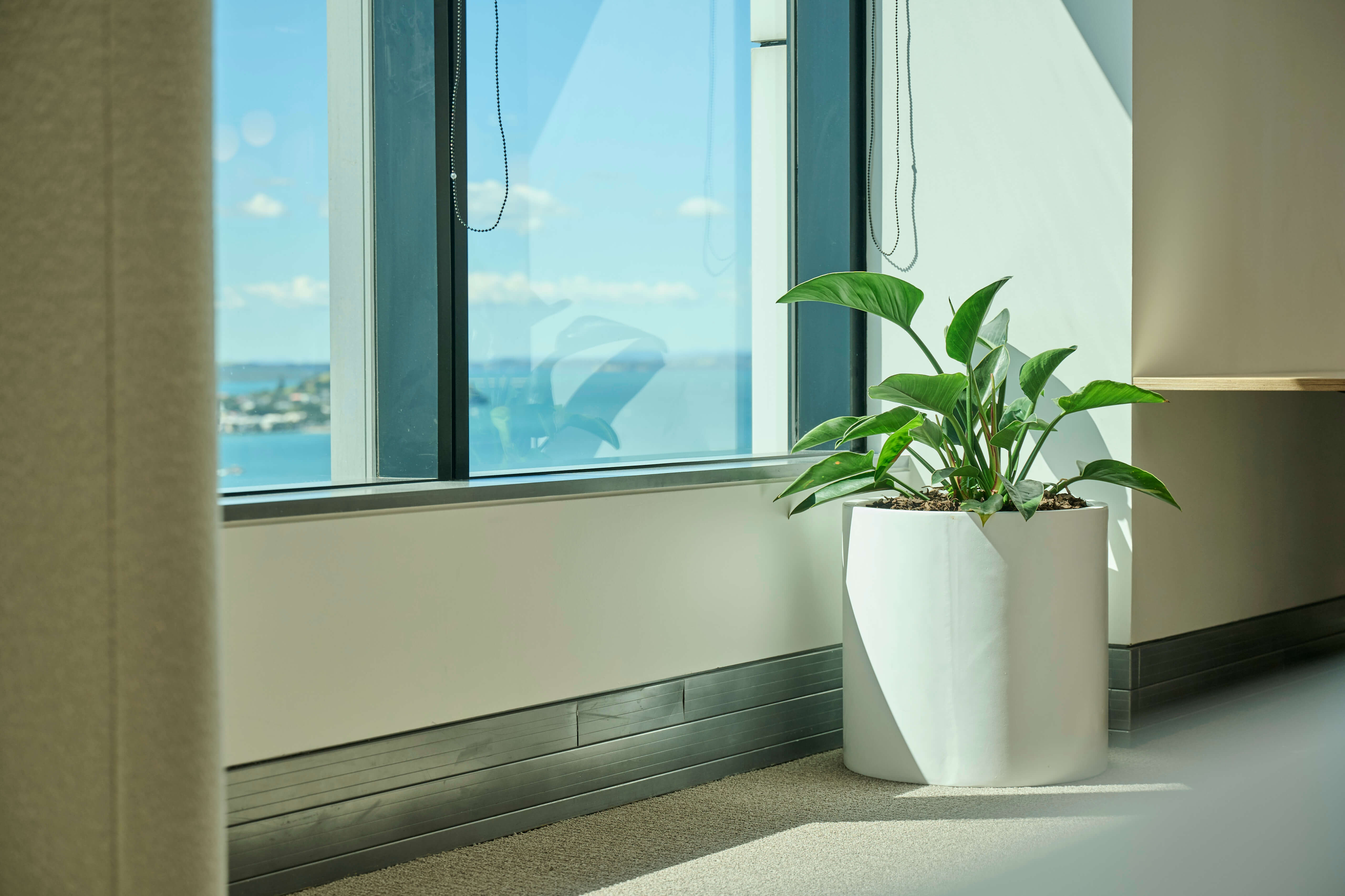 One white angular pots with compact foliage plants sit on a windowsill overlooking the harbour at Oceania.
