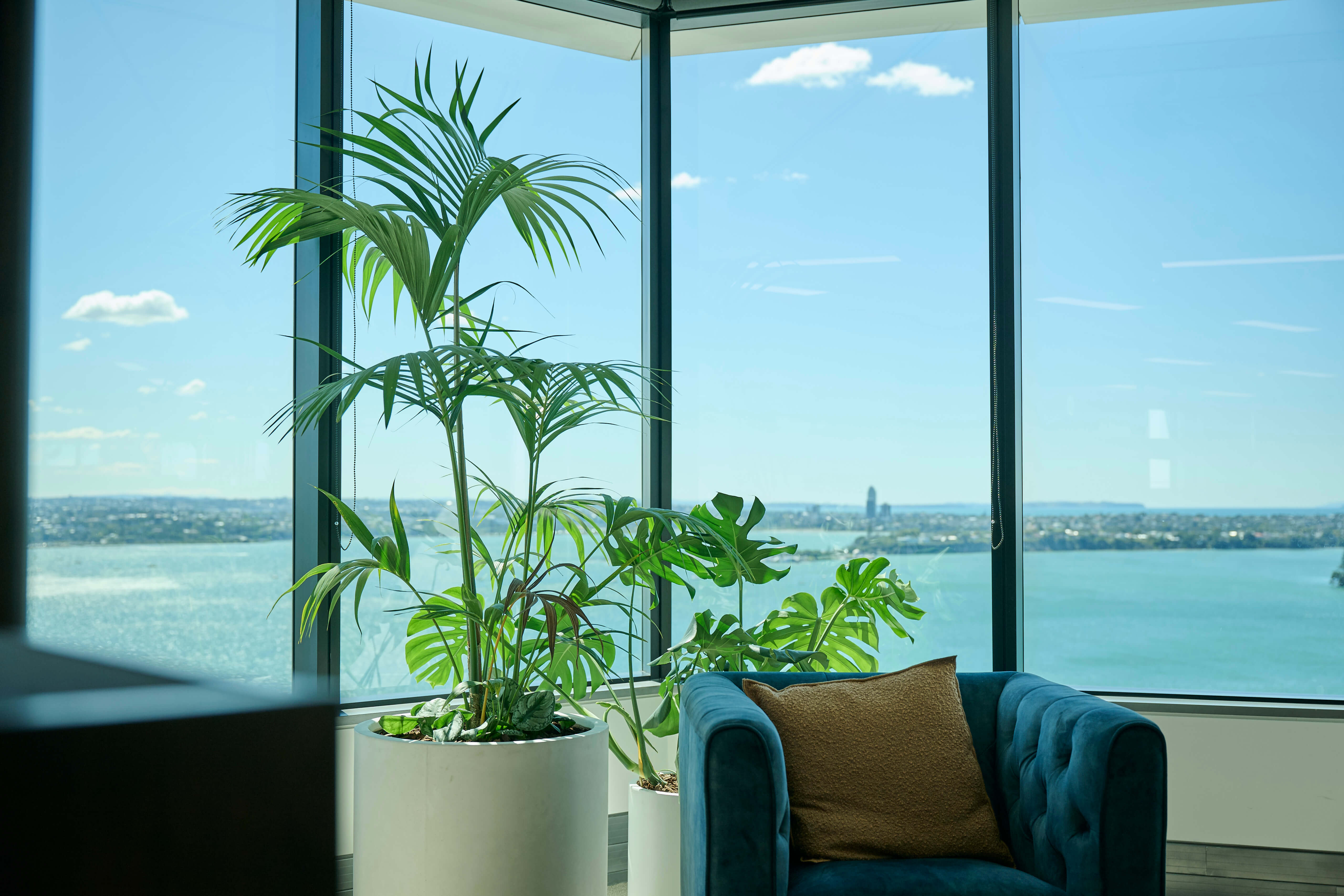 A kentia palm and monstera in a white pot fill a sunny corner at Oceania, beside a teal armchair and harbour views.