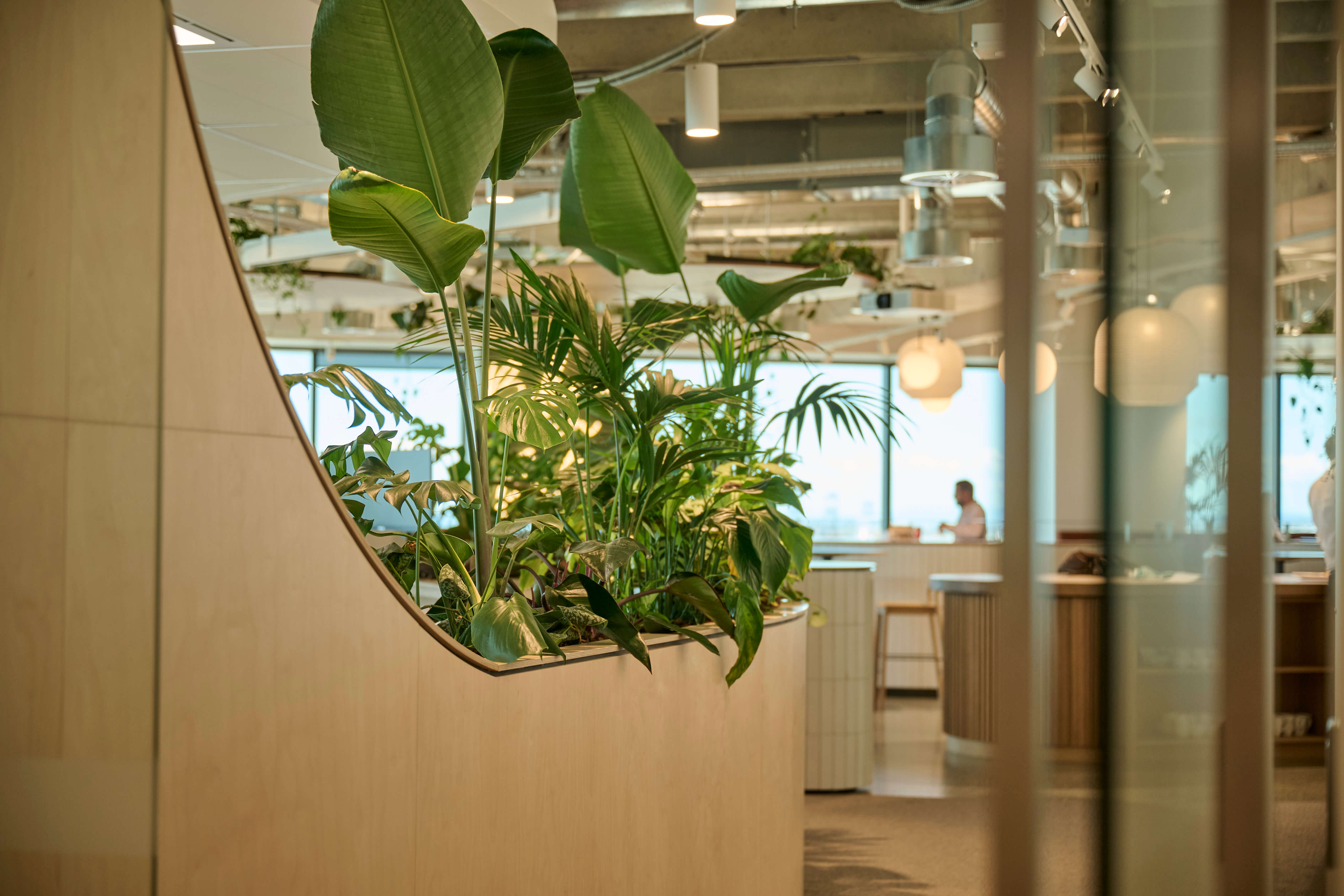 The curved Oceania planter is seen from behind glass, its canopy of banana leaves, kentia, and monstera overflowing.