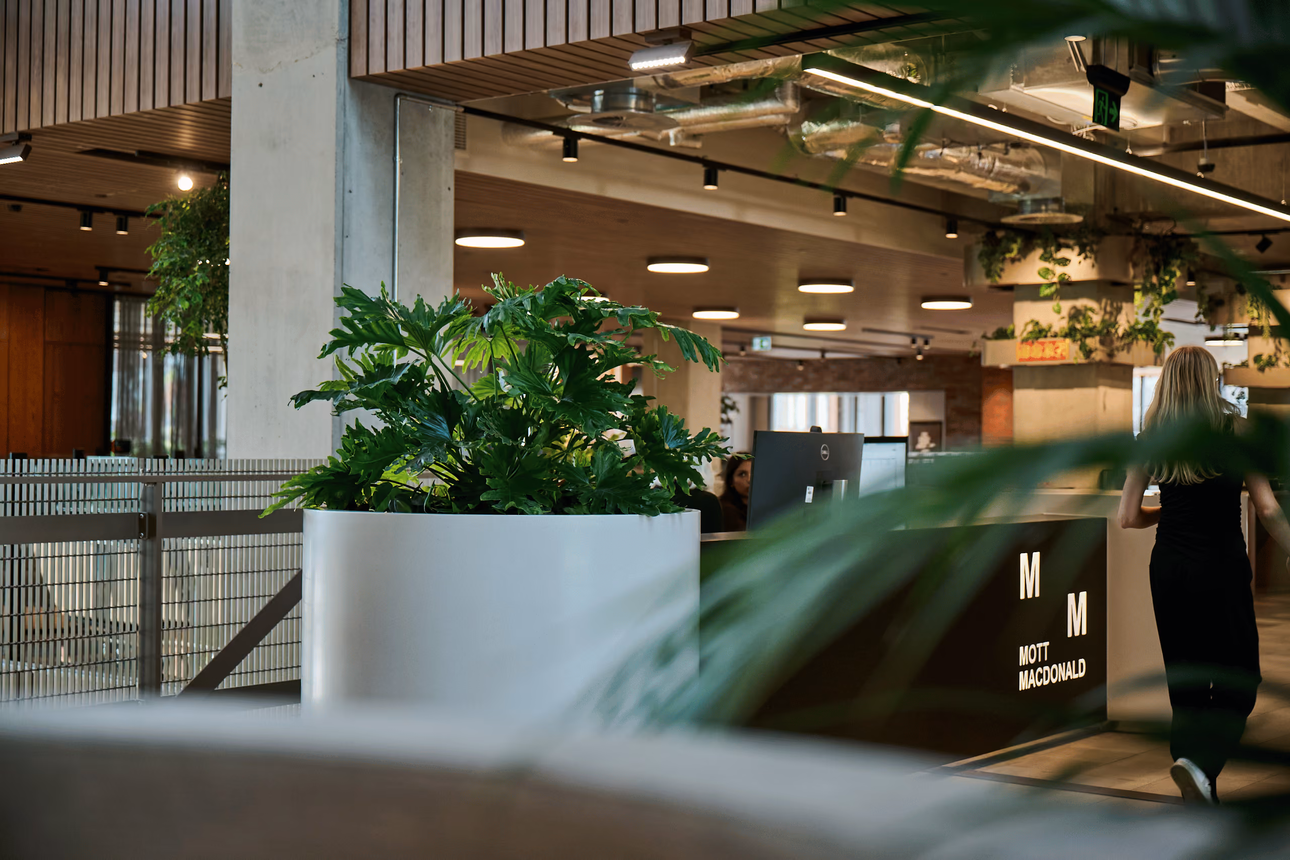 Philodendron xanadu in a white planter beside the Mott MacDonald signage in an open-plan office.