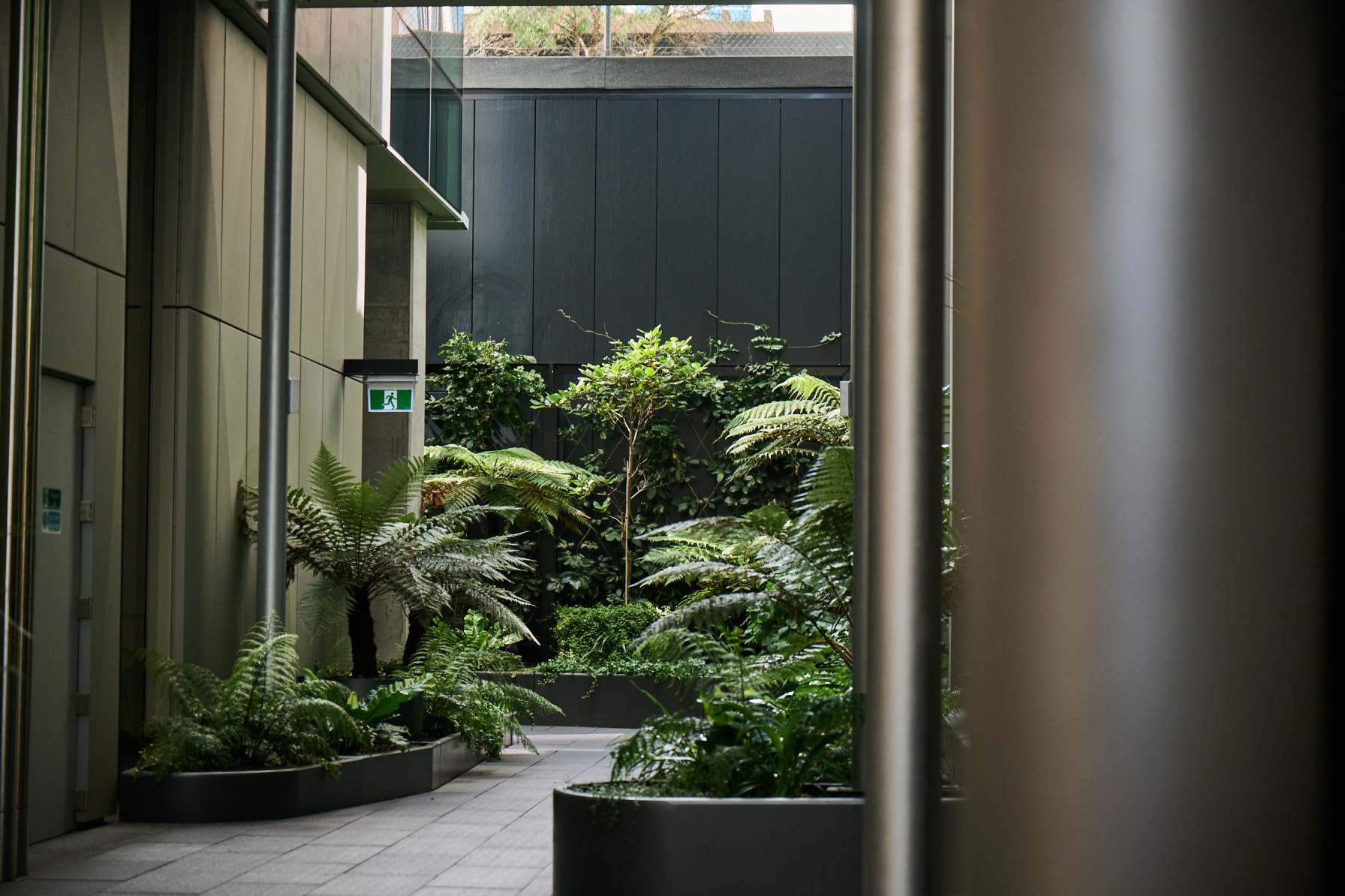 Dense tree ferns and small trees planted in a narrow outdoor courtyard between two building facades.