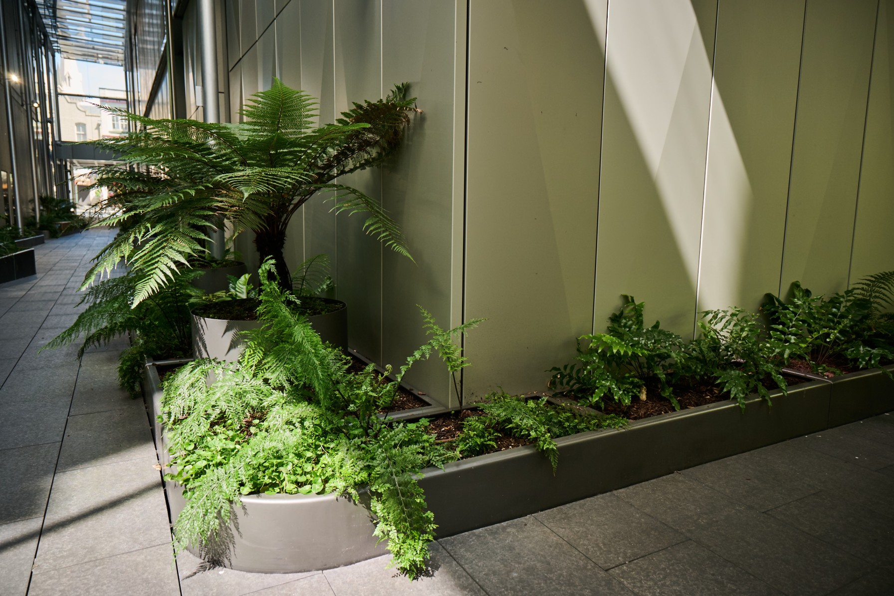 A tree fern and layered fern species in metal planters along a covered outdoor walkway.