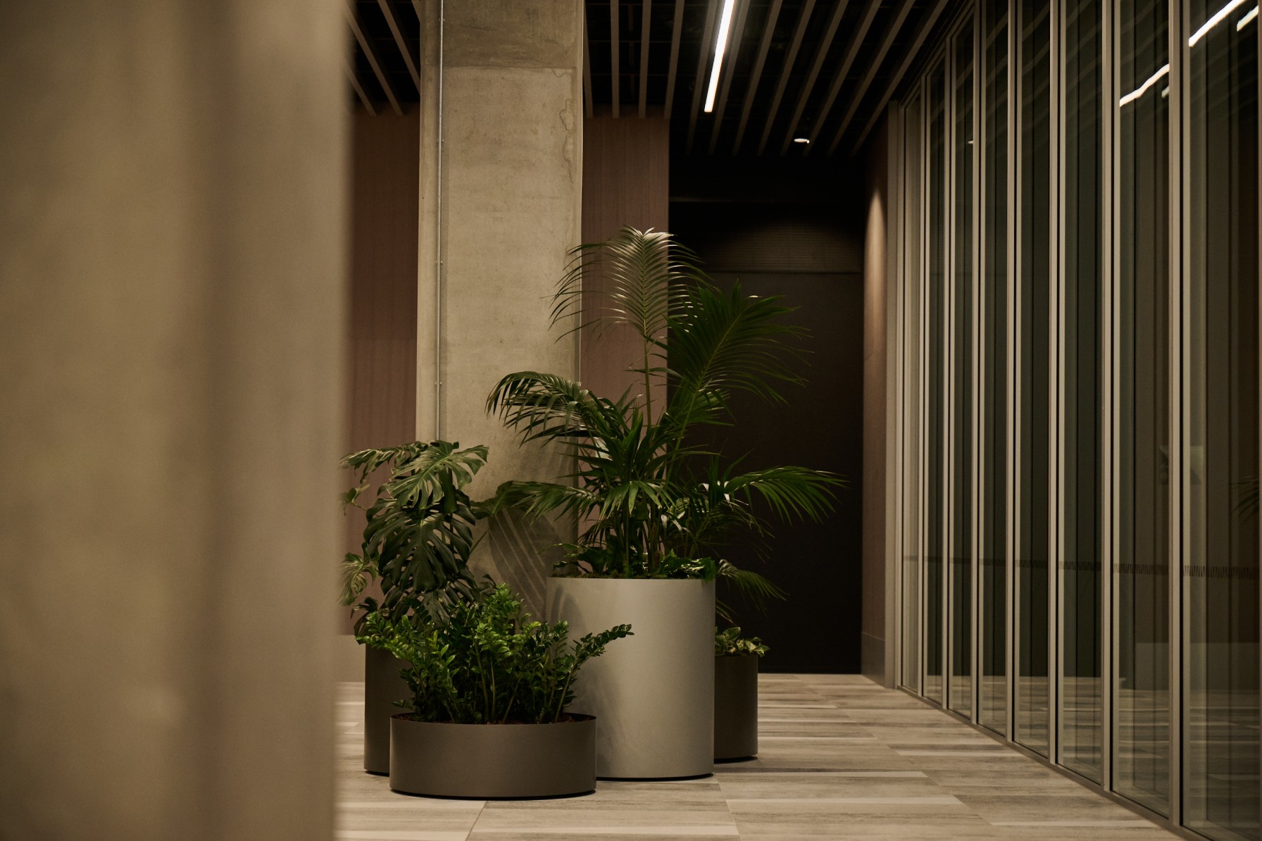Grouped planters of Kentia palm, Monstera and Zamioculcas beside a concrete column in a glazed corridor.