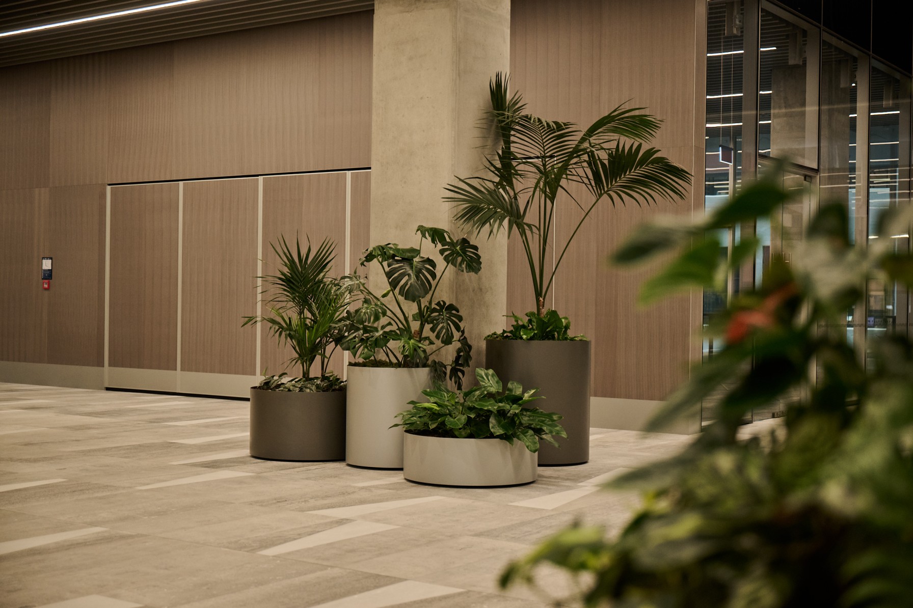 Grouped planters of Kentia palm, Monstera and calathea beside a concrete column in a timber-panelled foyer.