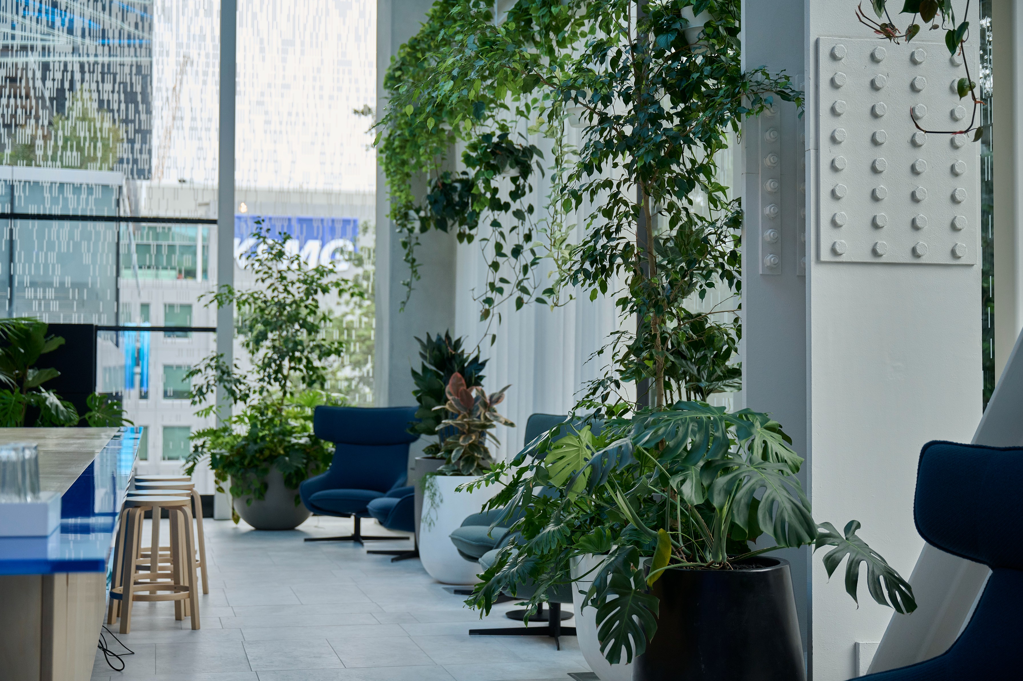 Ficus tree and Monstera in floor planters beside blue lounge chairs against floor-to-ceiling glazing.