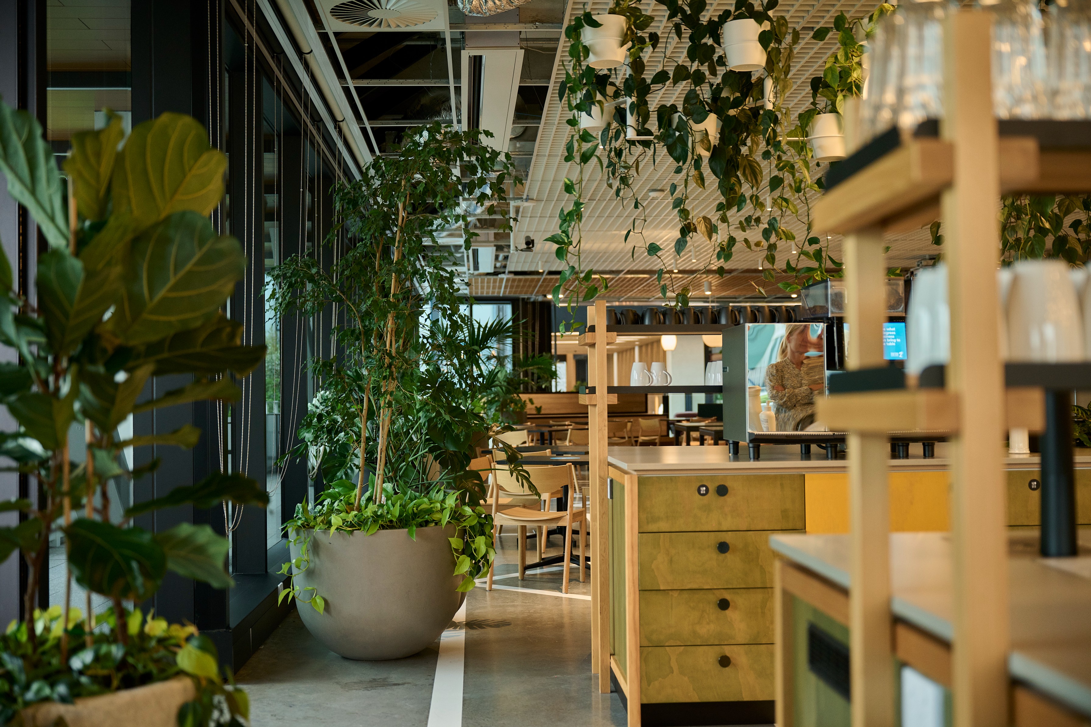 Ficus and hanging pothos beside a timber cafe counter with fiddle leaf figs in the foreground.