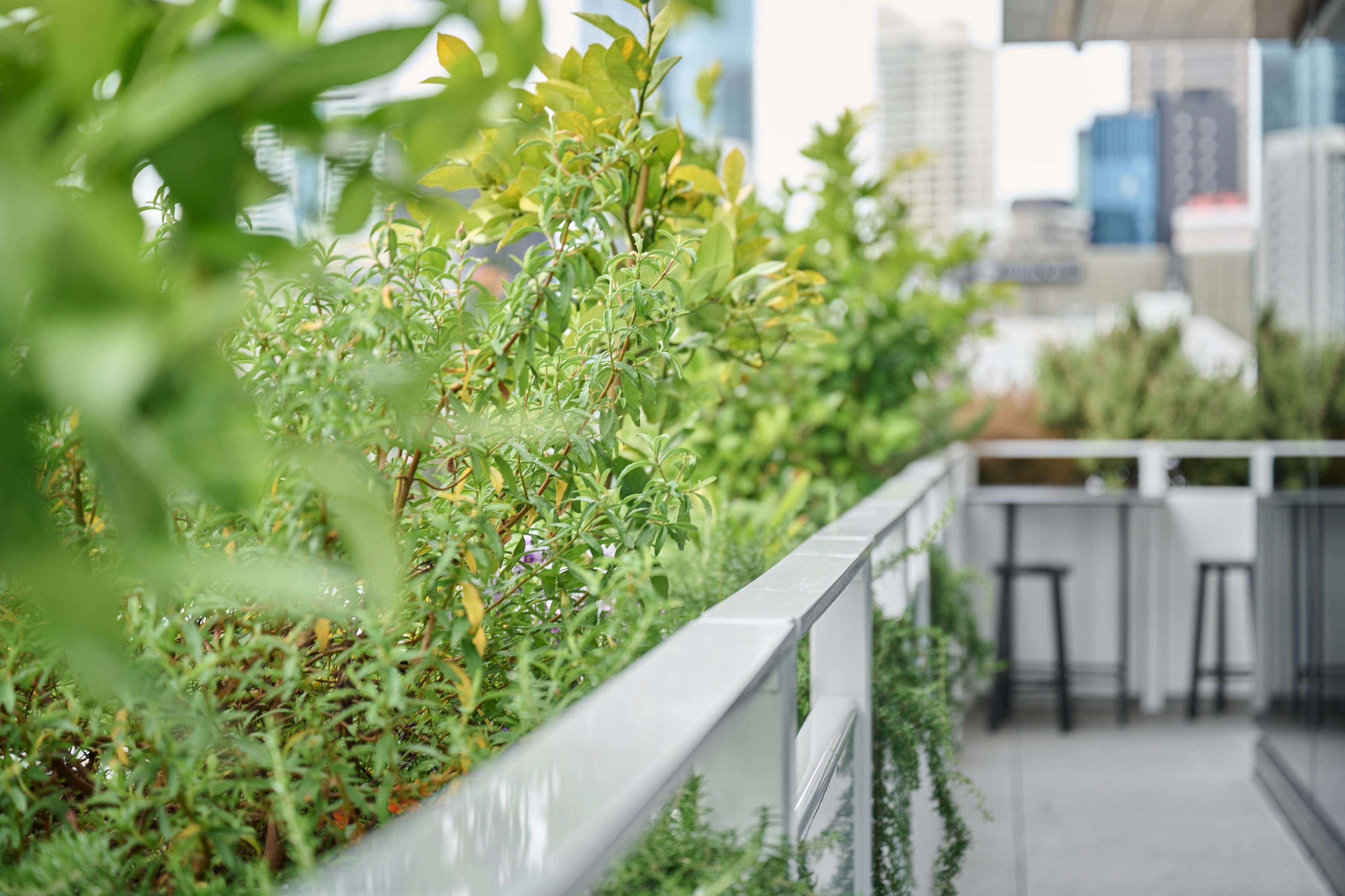 Flowering shrub planting along a rooftop terrace balustrade with bar stools and city skyline behind.