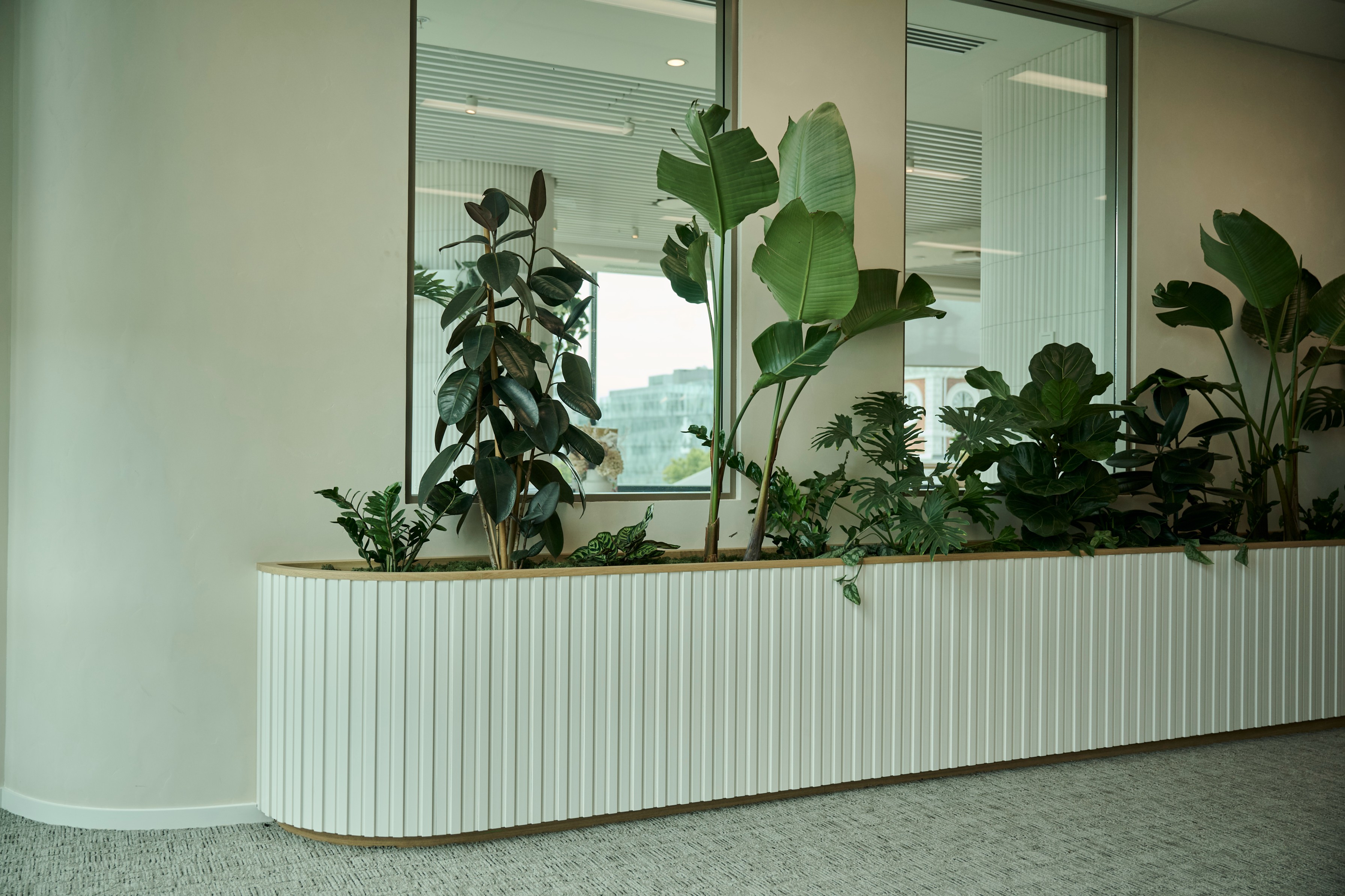 Rubber plant, Strelizia and fiddle leaf fig in a curved fluted planter bench beneath a meeting room window.