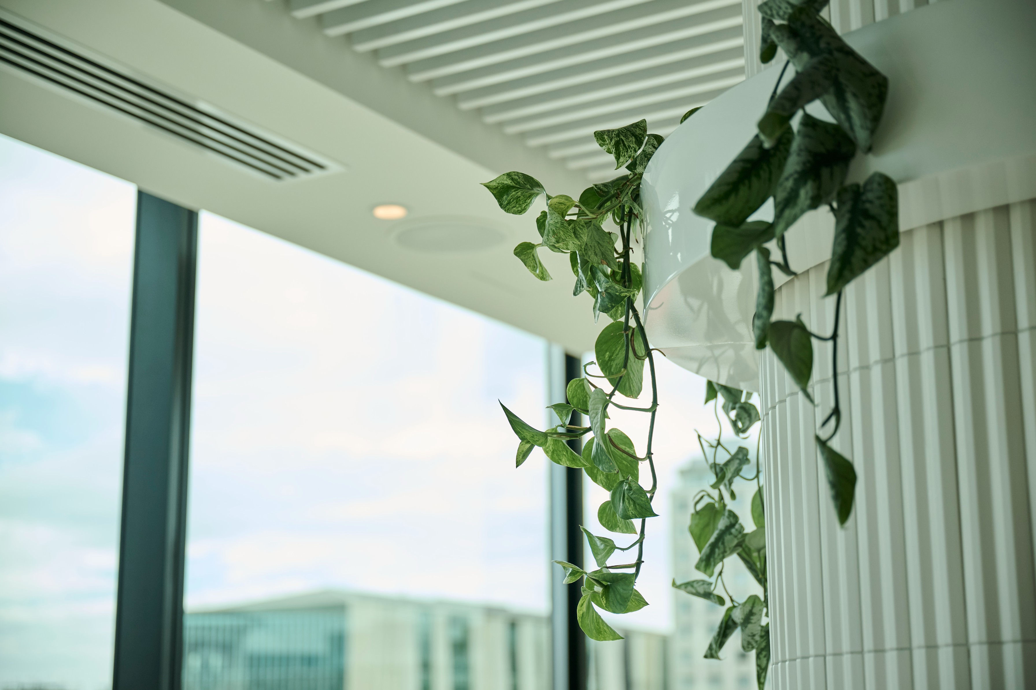 Trailing pothos cascading from a wrapped column planter beside floor-to-ceiling windows and city view.