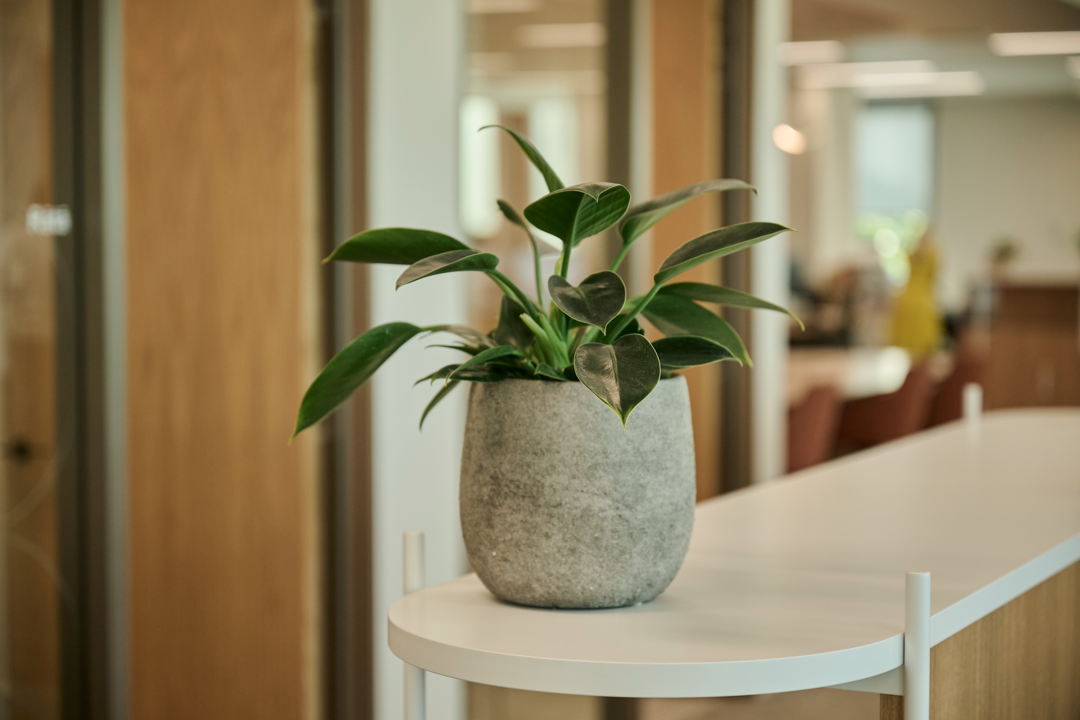 Philodendron Imperial Green in a stone-textured pot on a white reception counter.