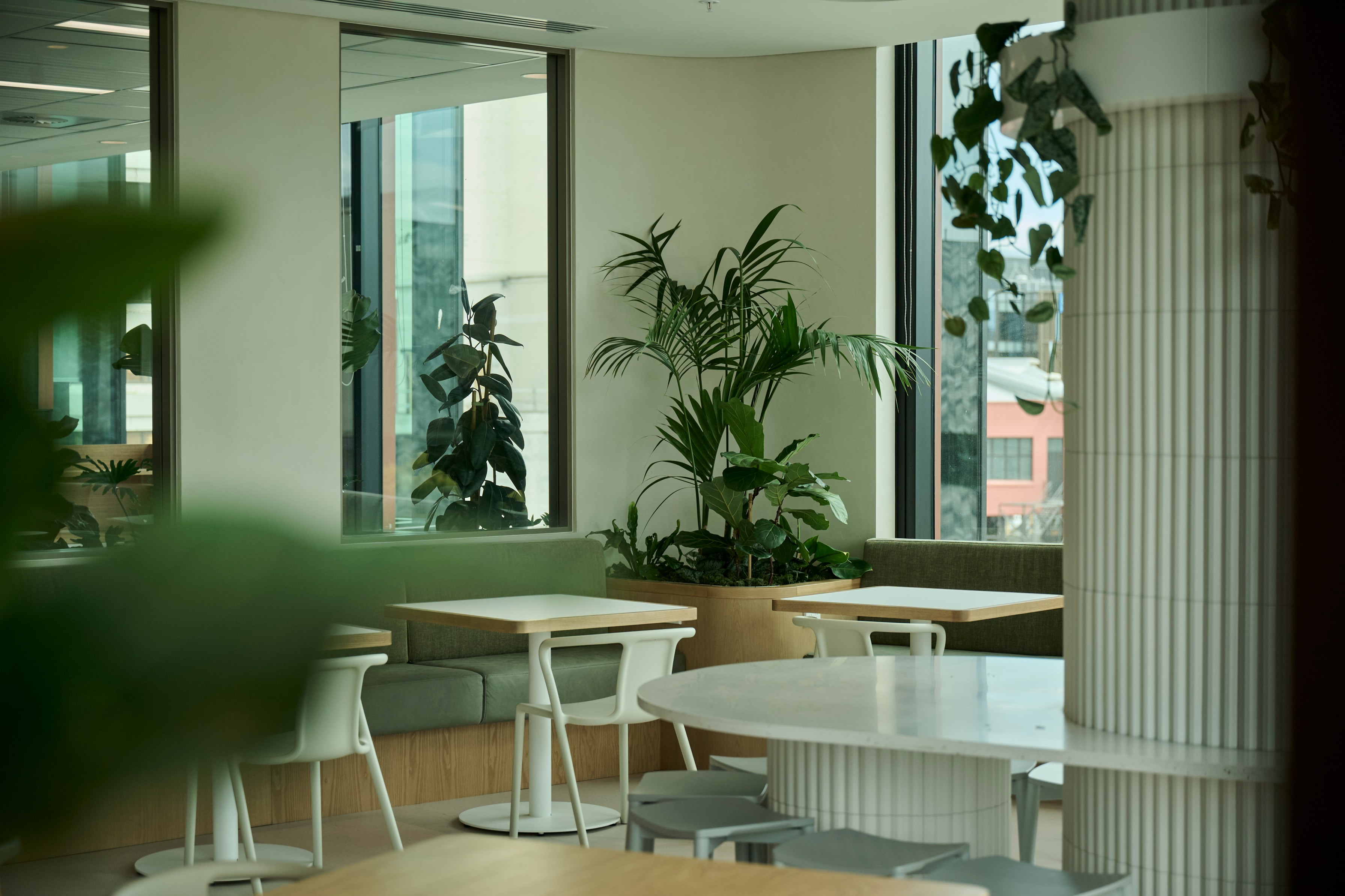 Kentia palm and fiddle leaf fig in a built-in banquette planter beside cafe tables and windows.