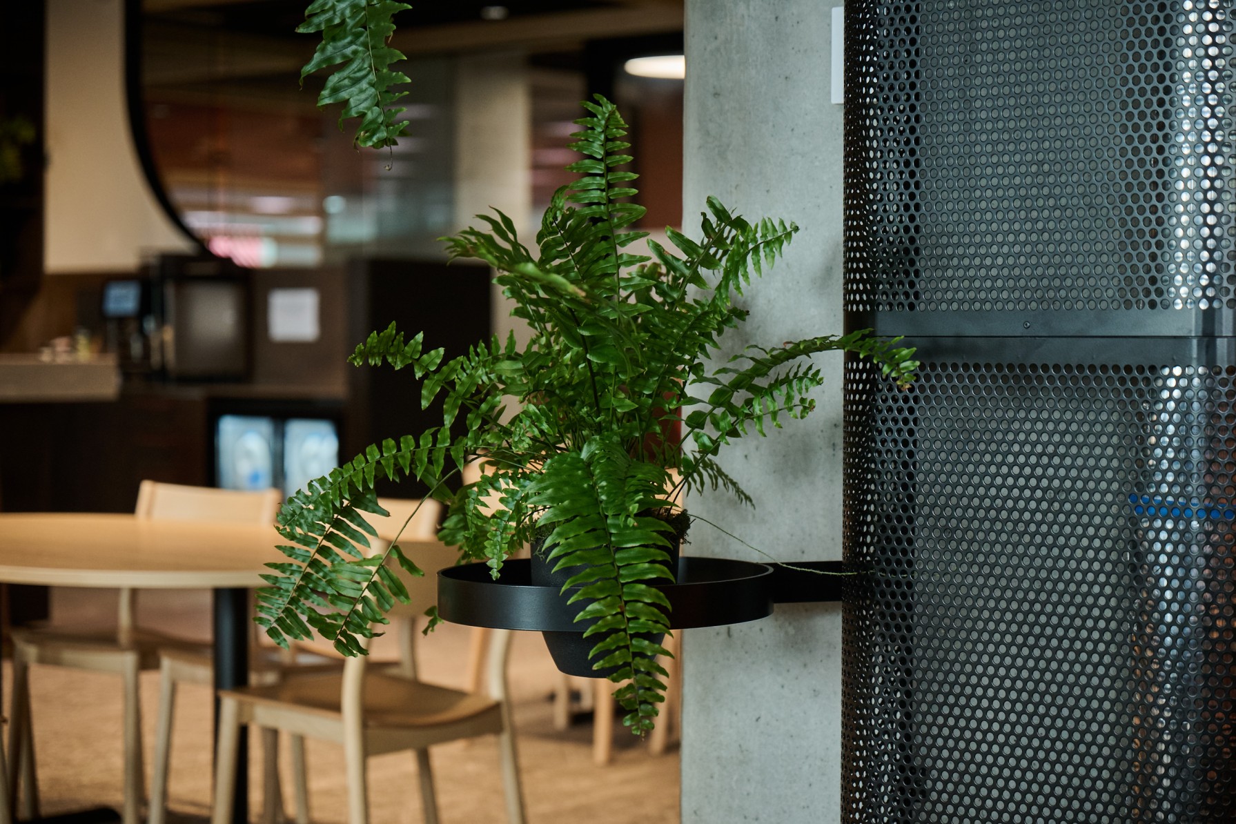 Fern in a round black bracket planter mounted on a concrete column beside a perforated metal wall.