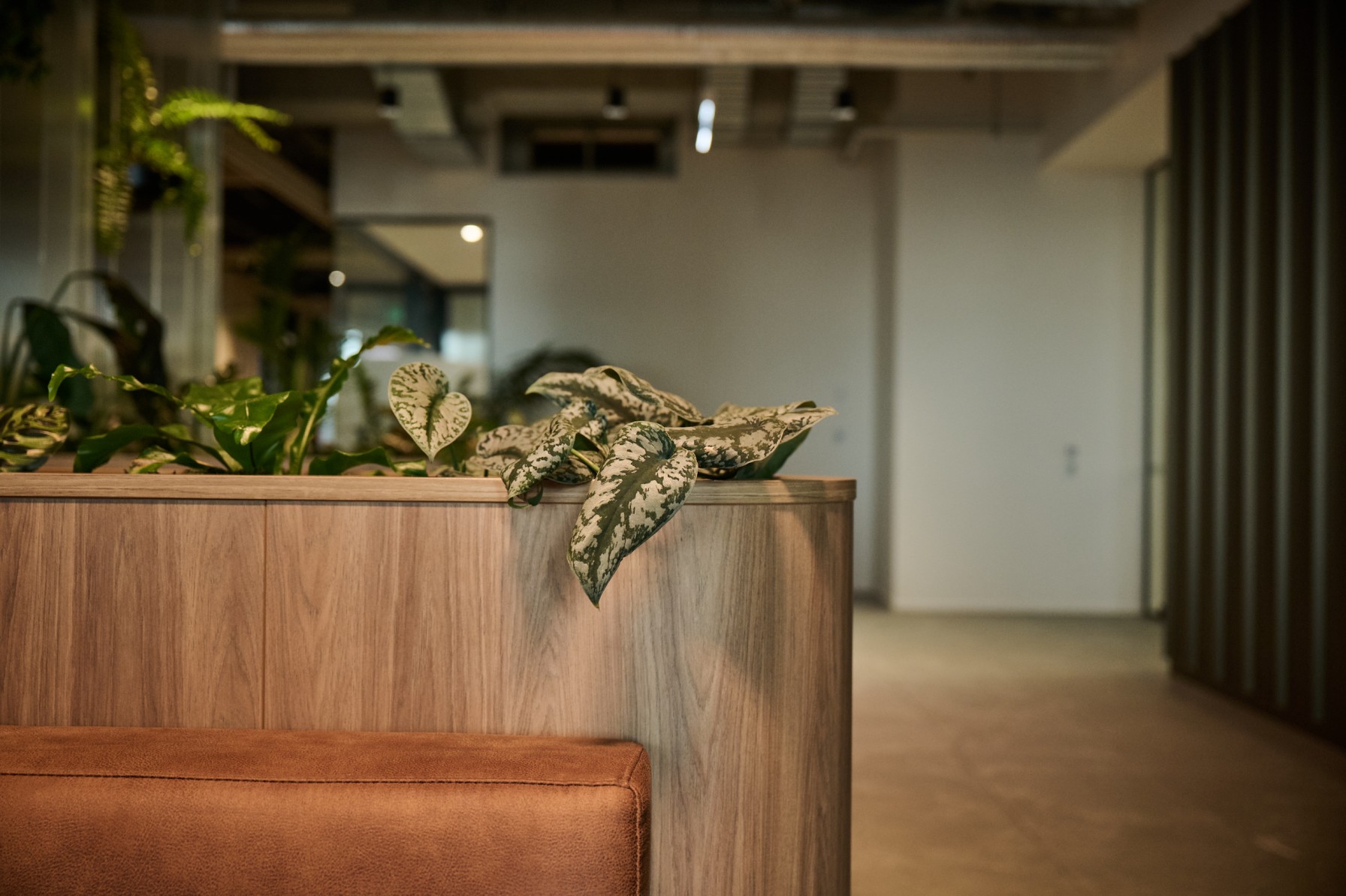  Silver satin pothos trailing over a timber banquette planter edge beside a leather bench seat.