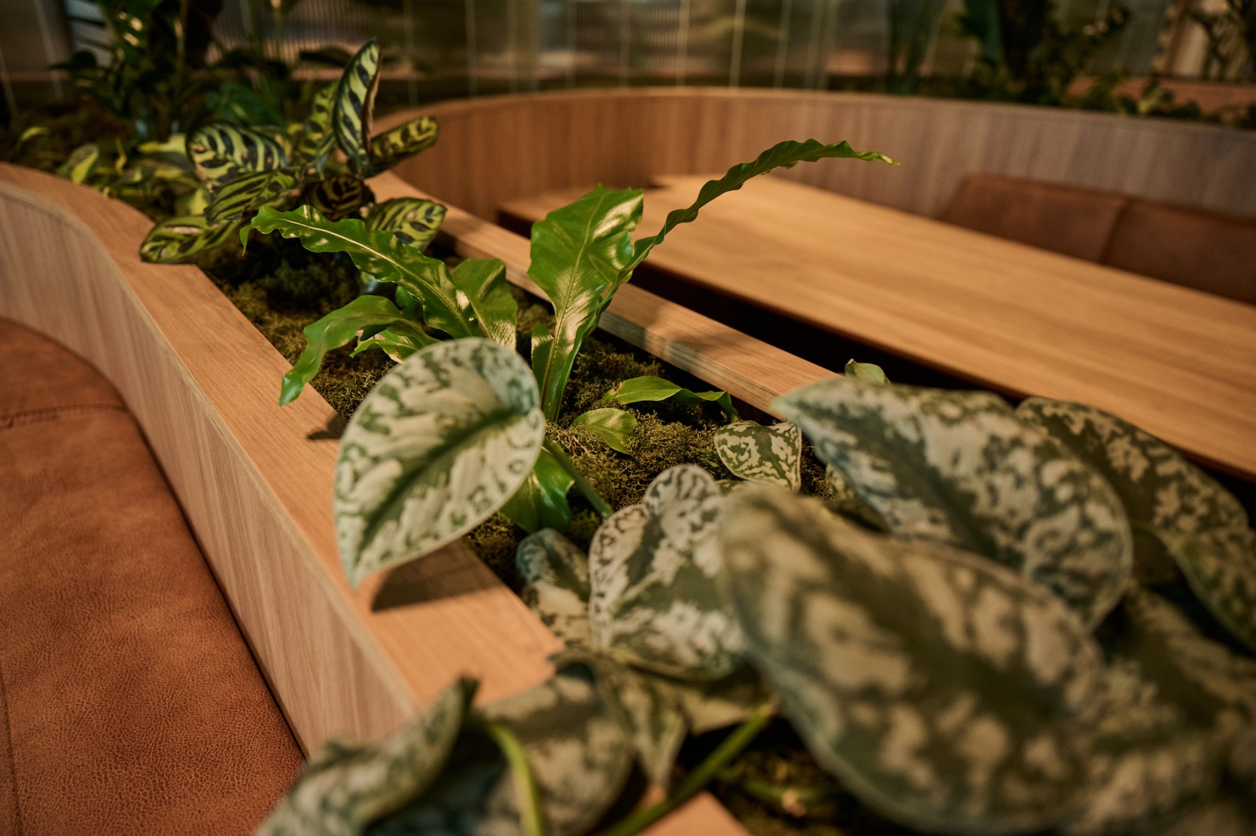 Close-up of Bird's Nest fern, Calathea and silver satin pothos in a moss-topped timber banquette planter.