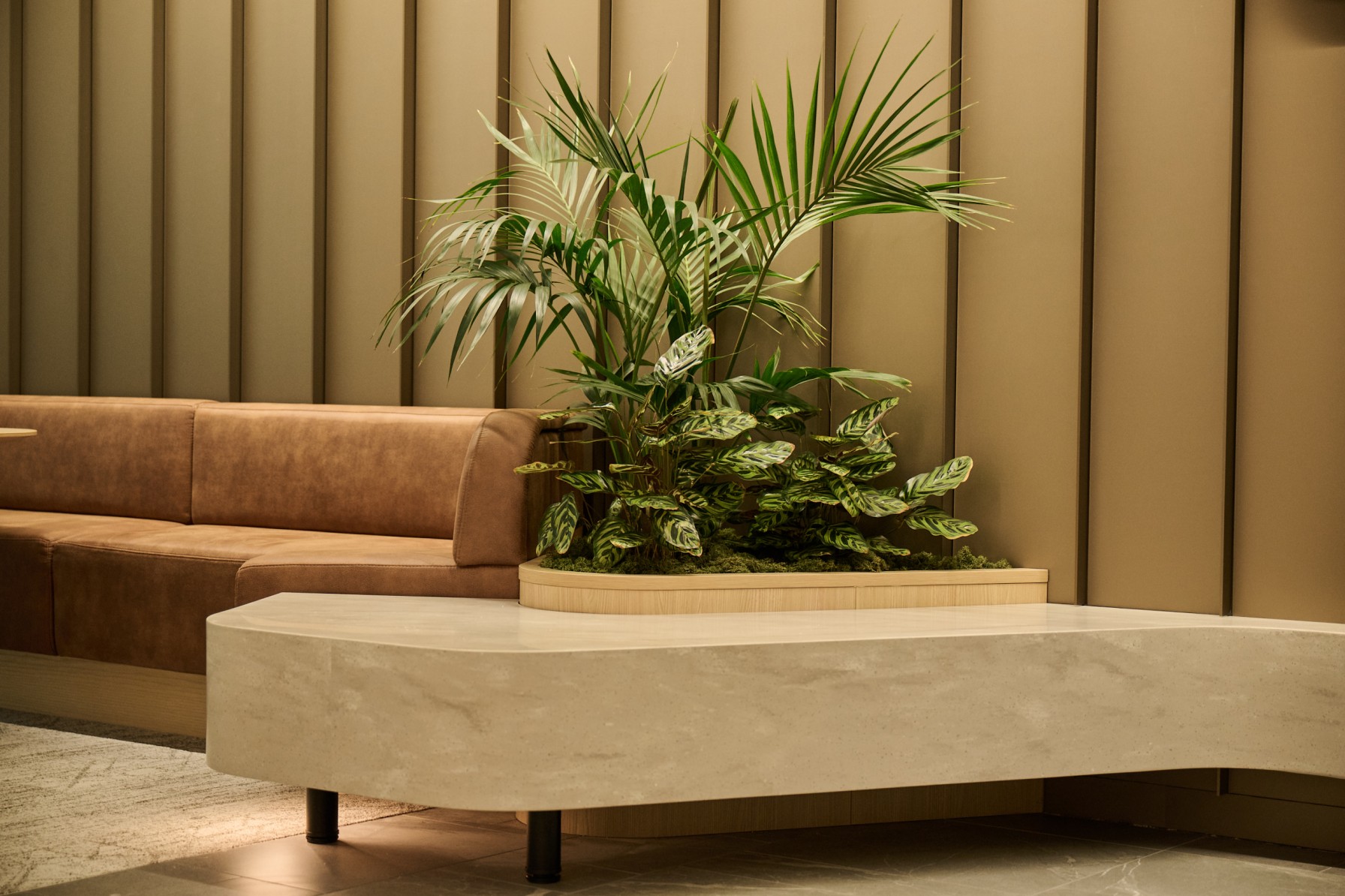 Kentia palm and Calathea planted in a curved timber-edged planter beside a tan leather booth.
