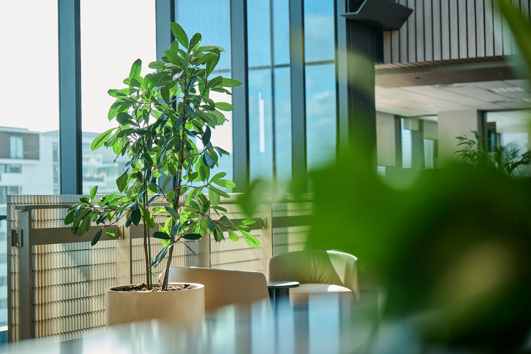 Schefflera in a cream planter beside a glass balustrade and woven screen, overlooking the city skyline.
