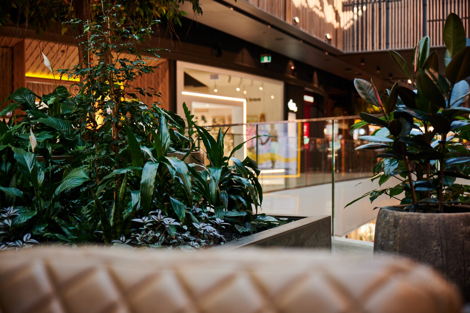 Alt text for each:  Layered foliage and rubber plants in a raised planter beside a glass balustrade overlooking mall storefronts.