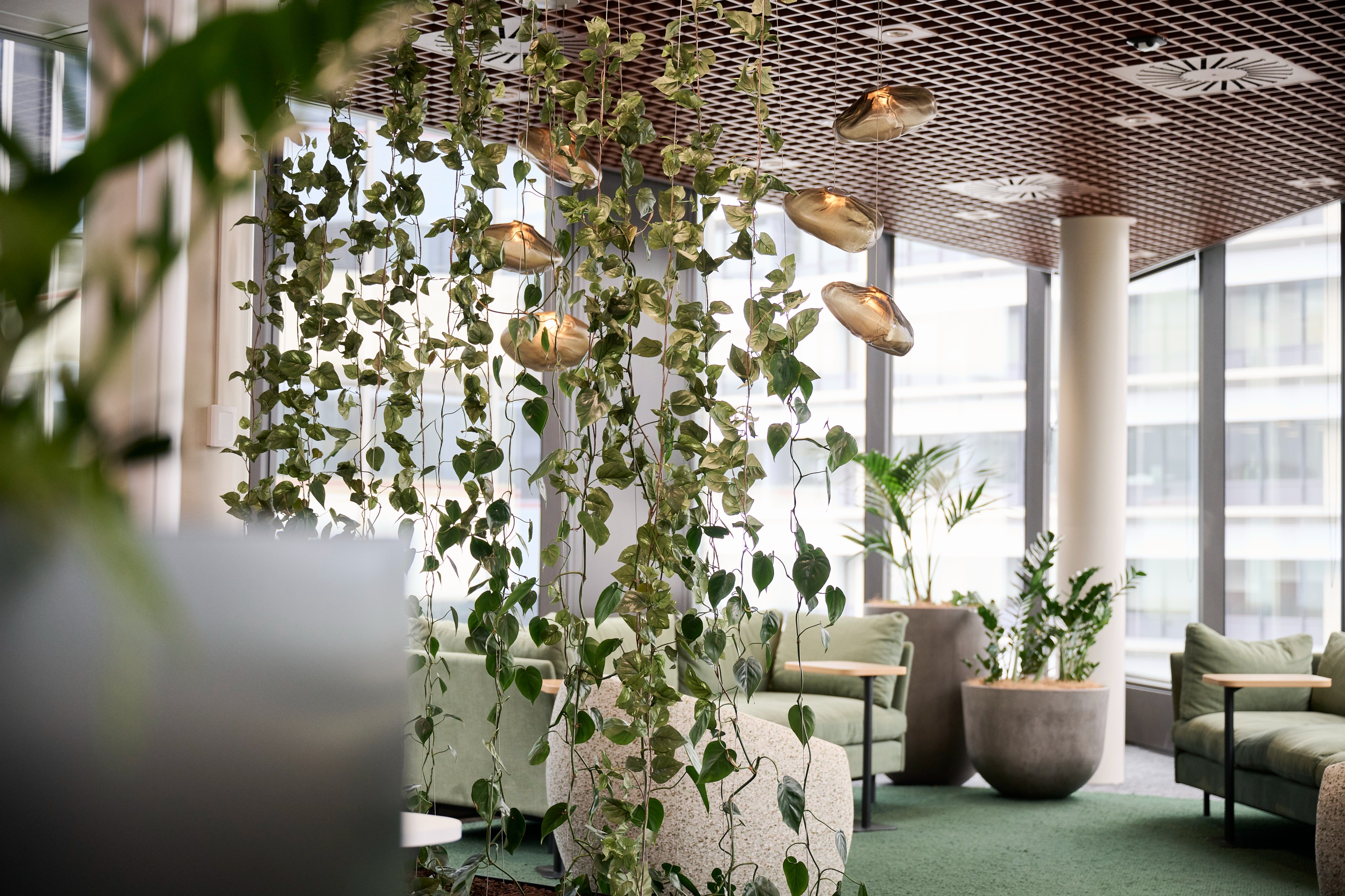 Trailing pothos hangs from copper ceiling mounts at Simpson Grierson, forming a living curtain above the sage green lounge.