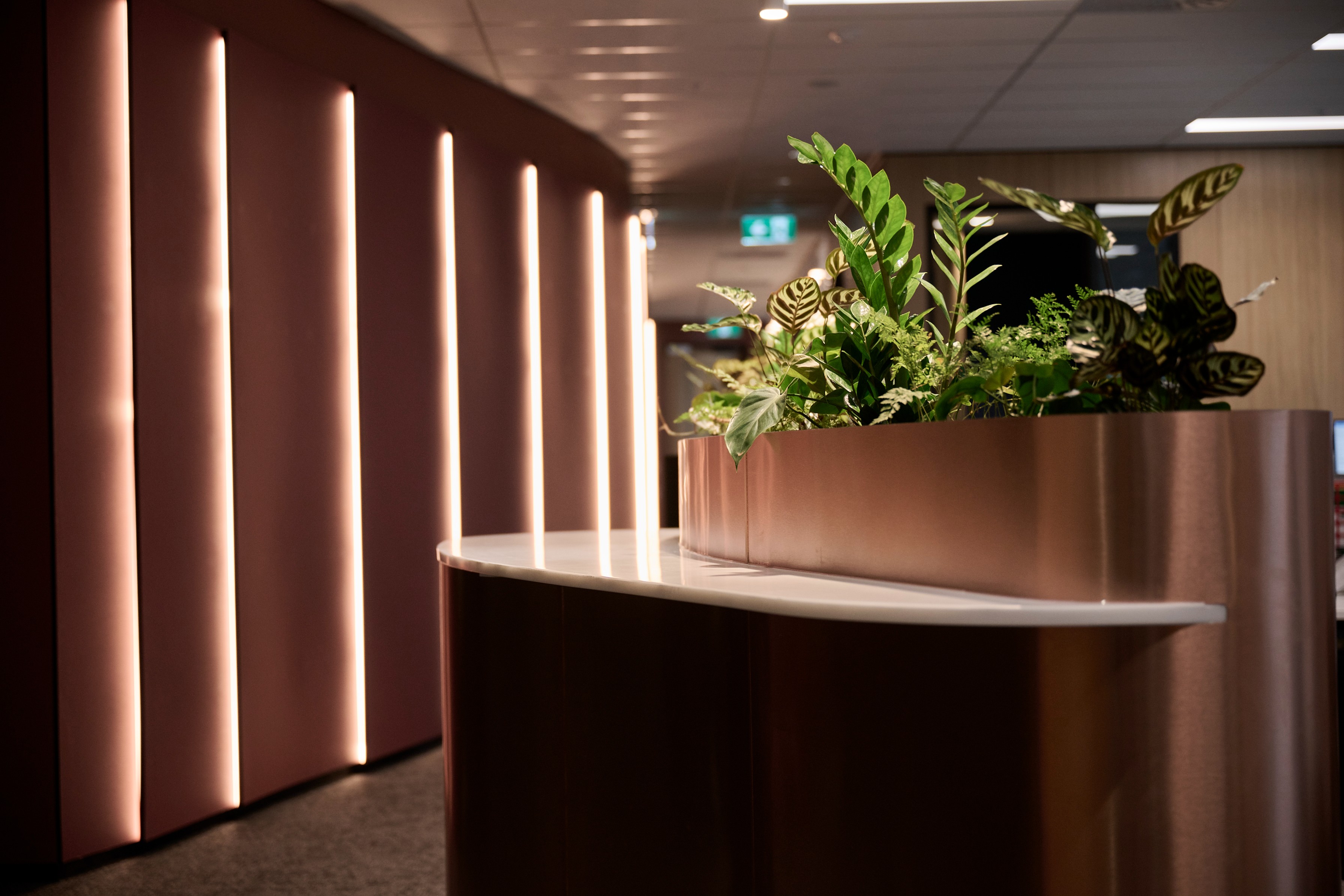 A copper curved reception desk at Simpson Grierson holds a mixed planter of ZZ and calathea, set against a backlit fin wall.