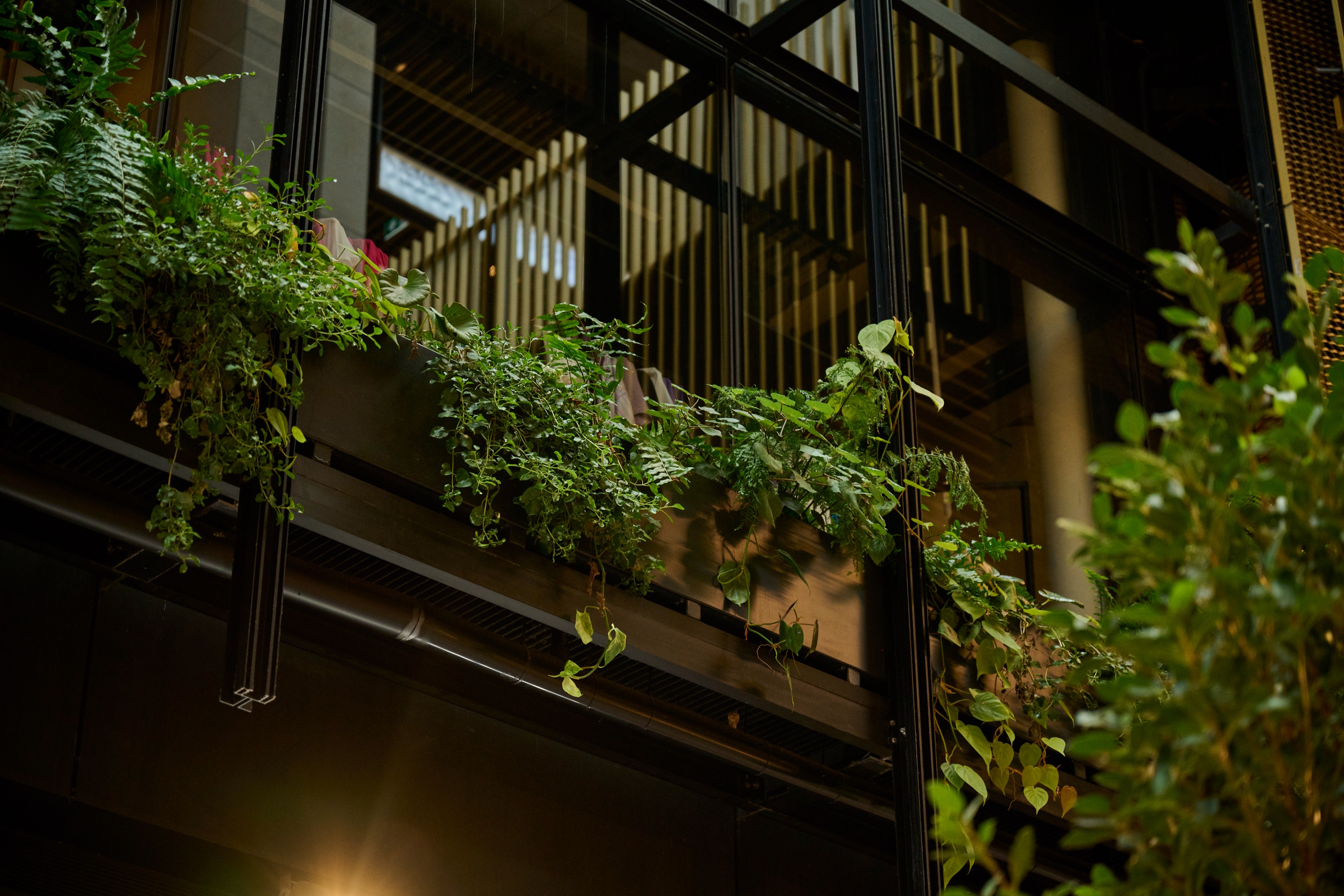 Mixed trailing ferns and pothos spill over a dark steel balcony railing in the Commercial Bay atrium.