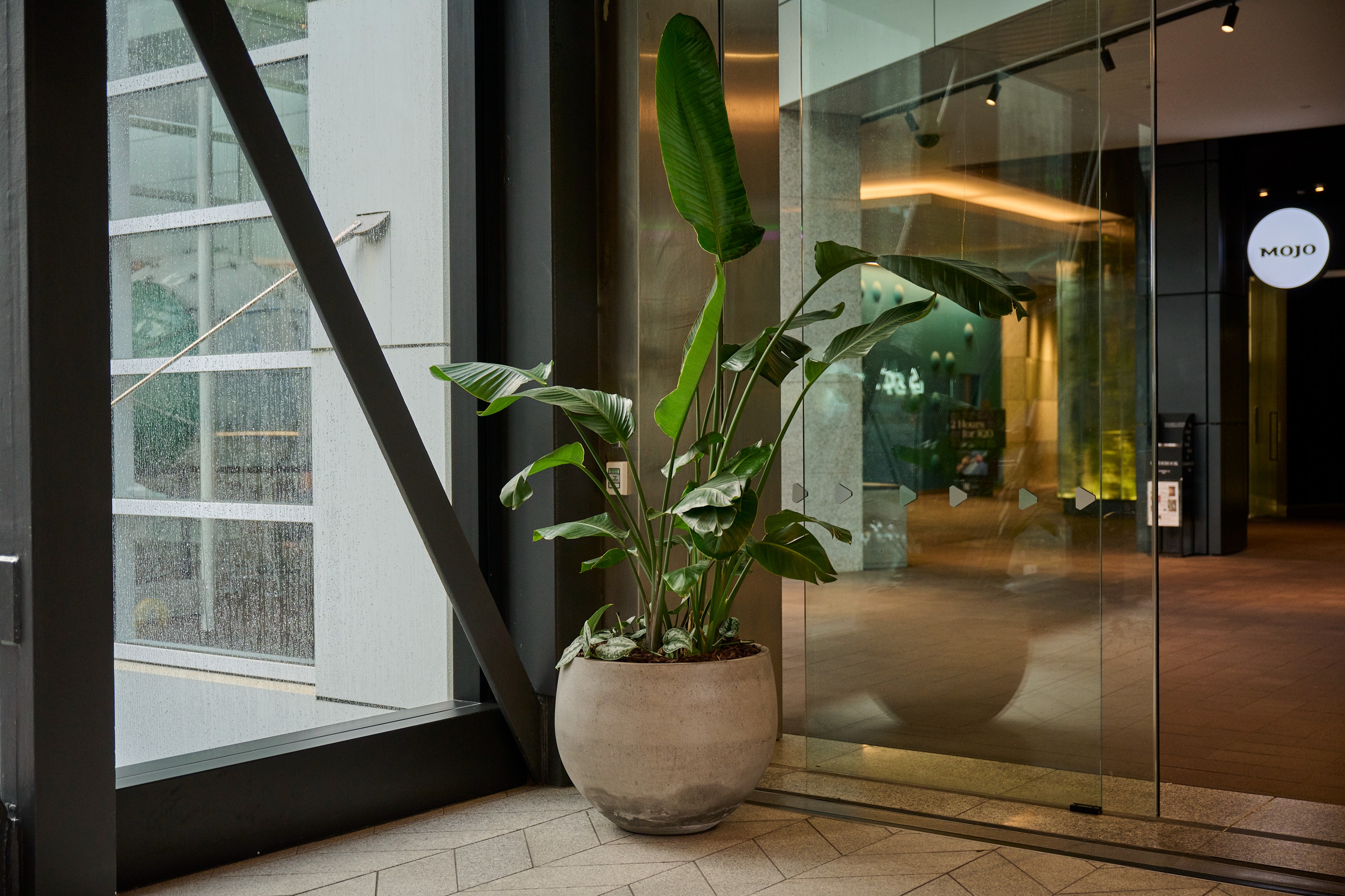 A bird of paradise in a concrete bowl planter flanks the glazed entrance at Commercial Bay, with Mojo cafe visible beyond.