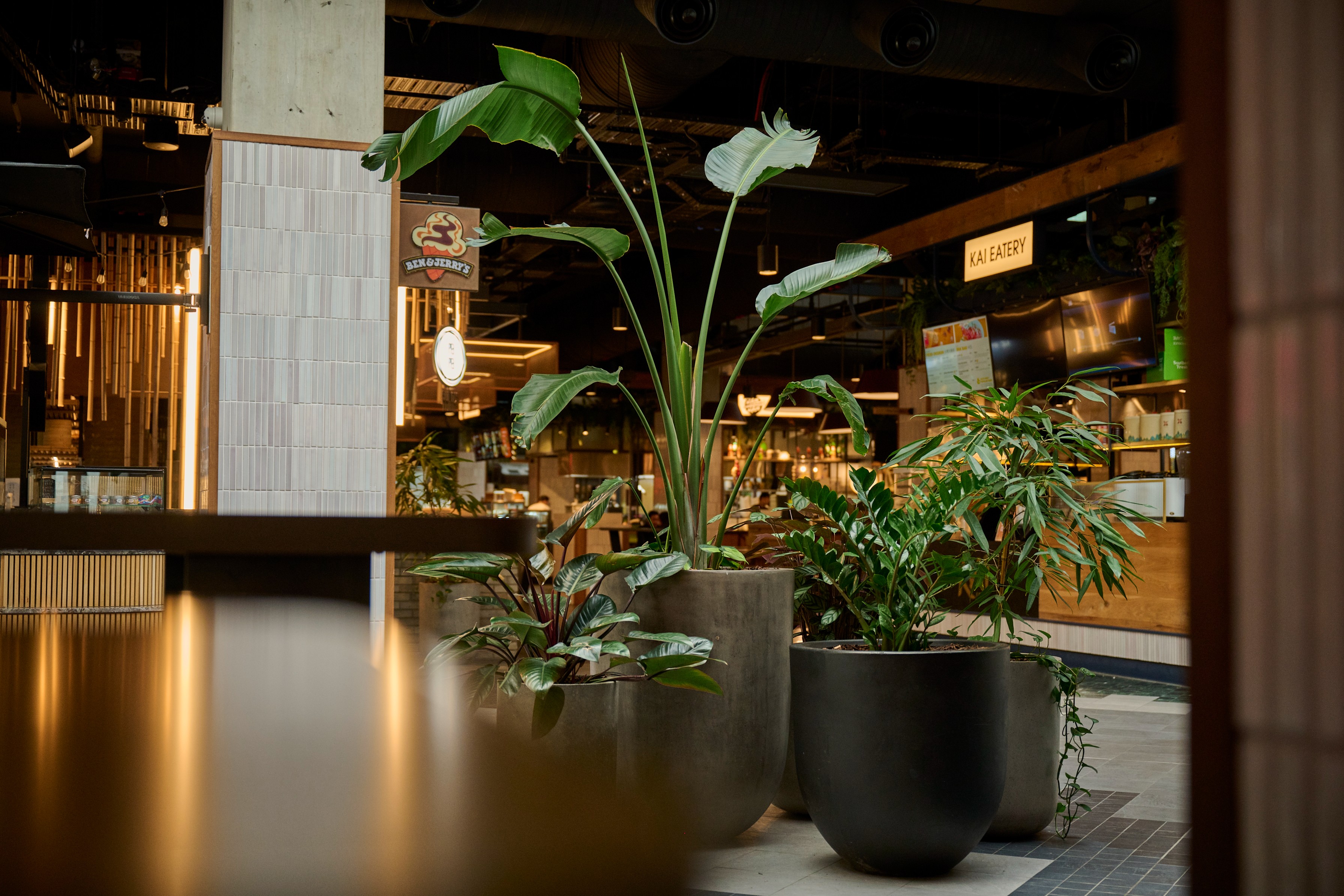 Large stone planters with bird of paradise and calathea anchor the food hall at Commercial Bay.