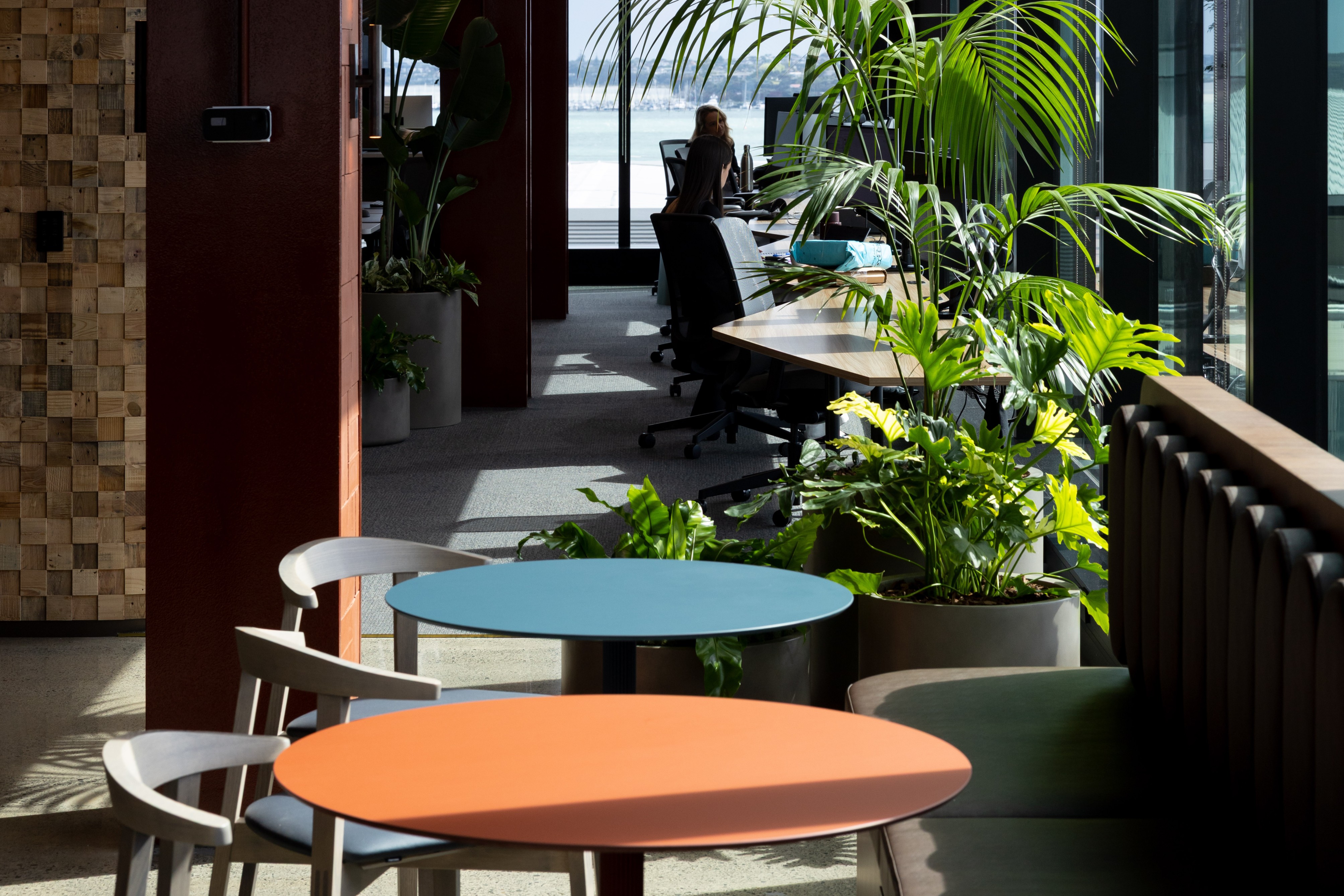 Kentia palm and Strelizia beside bistro tables overlooking the Waitematā Harbour from a breakout lounge.
