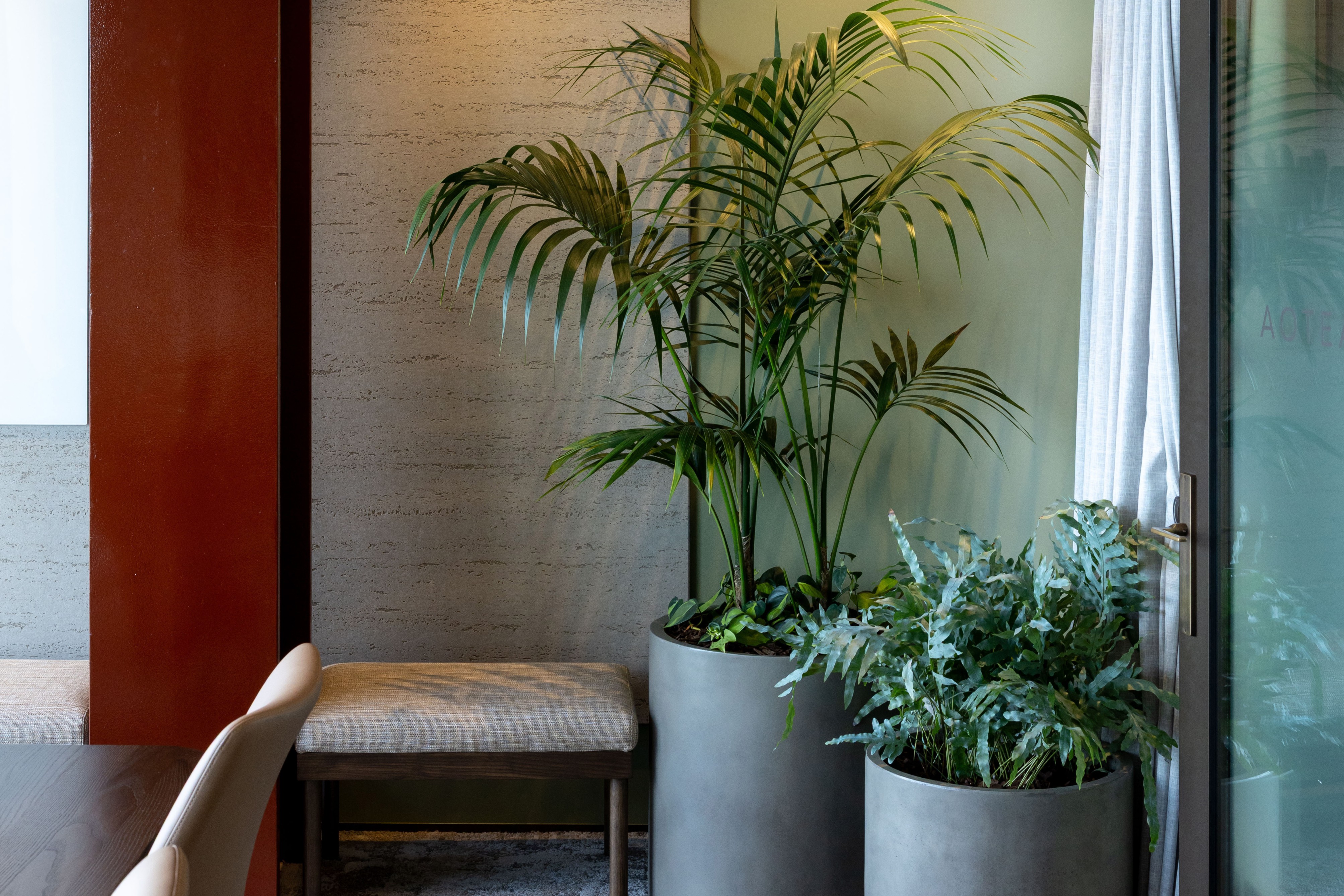 Ficus and Kentia palm framing a glass-walled meeting room beneath a suspended acoustic light fixture.