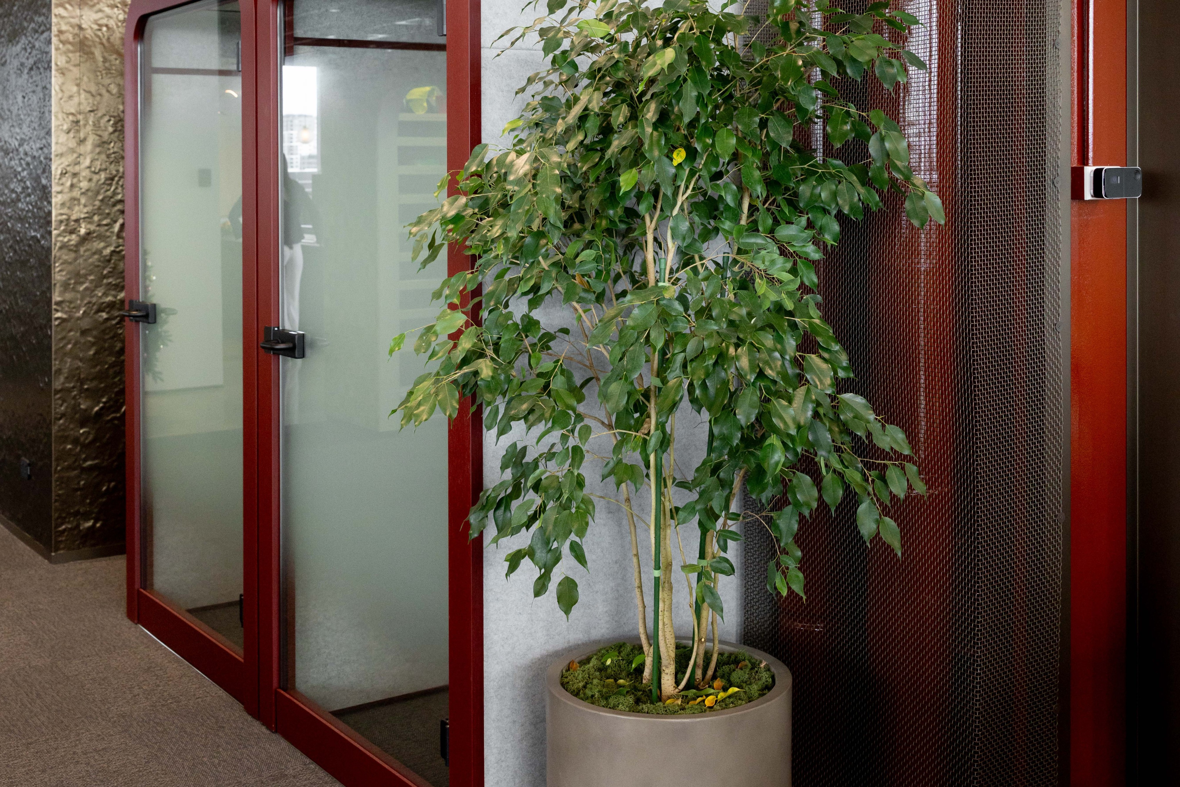 Ficus benjamina in a concrete planter beside red-framed phone booths against a timber block wall.