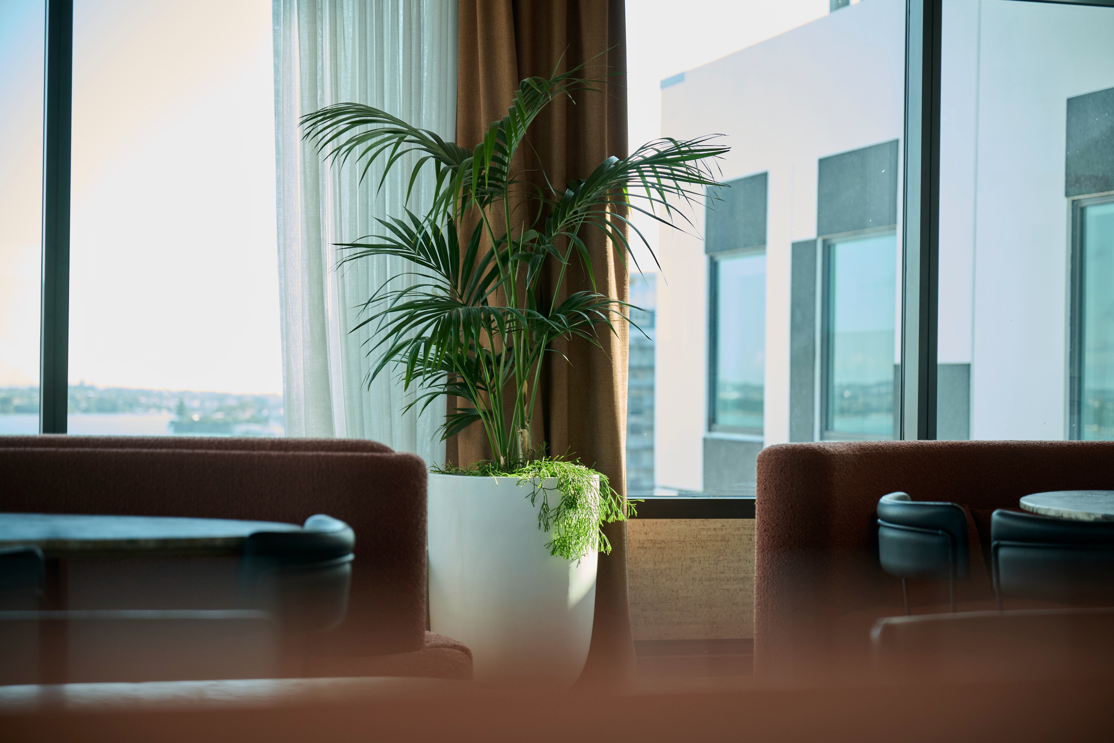 An areca palm and fern in a white planter on a meeting table at Sudima Auckland — greenery with a city view beyond.