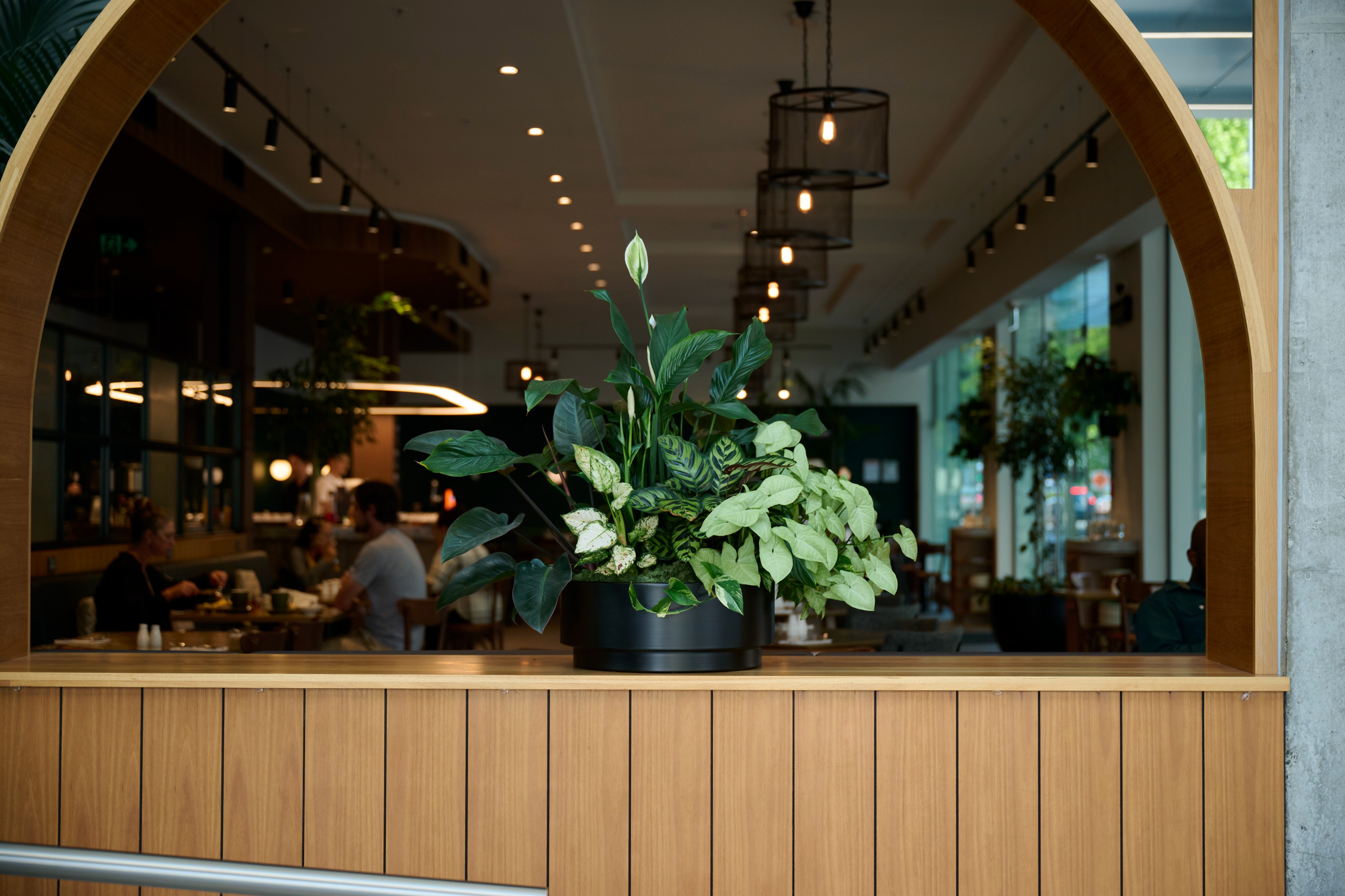 A peace lily and syngonium in a black planter on a timber ledge, framed by the arch at Sudima Auckland's bar entrance.