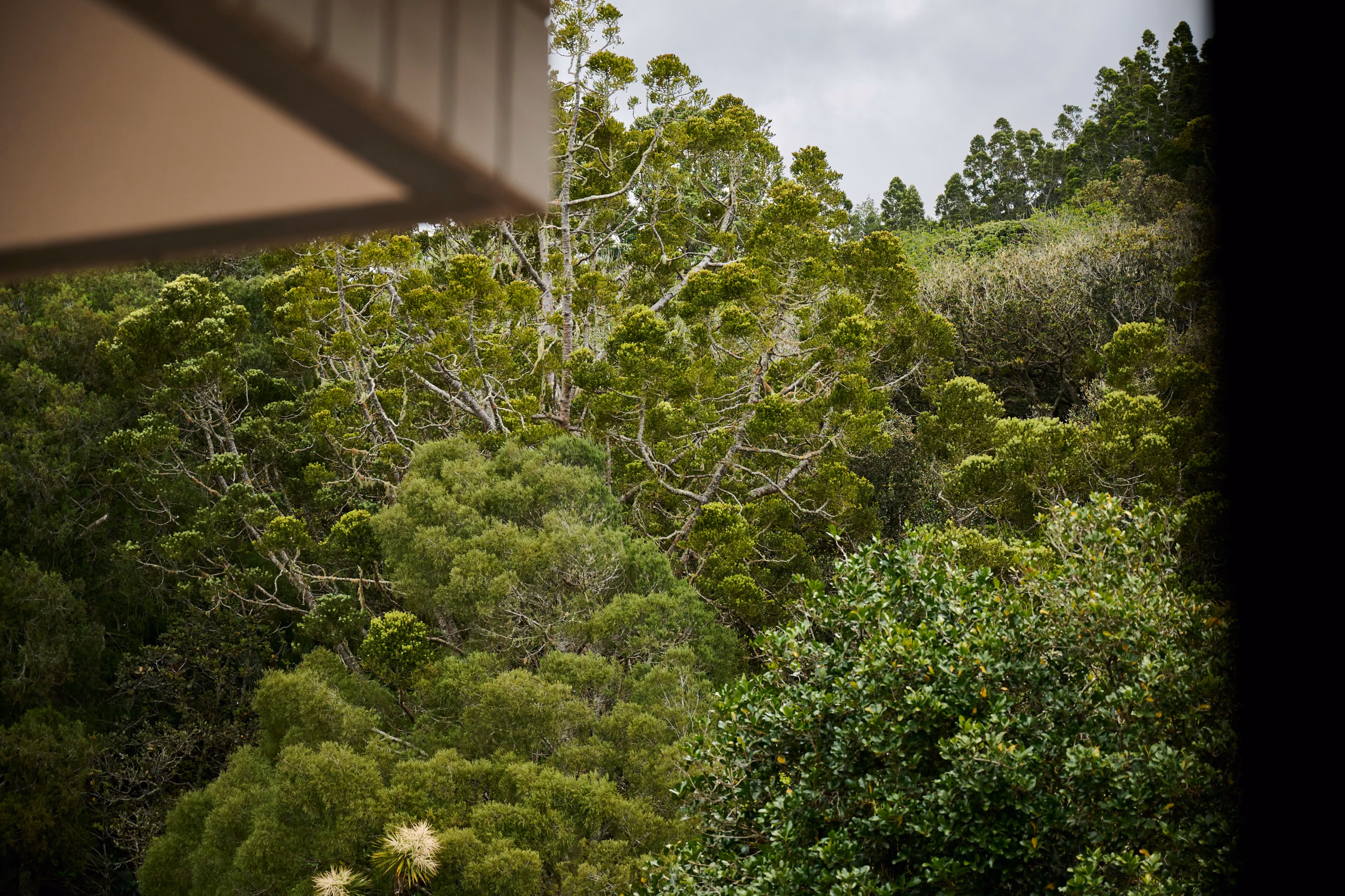 A glimpse of native bush canopy through the building eaves — Orewa set within its natural landscape.