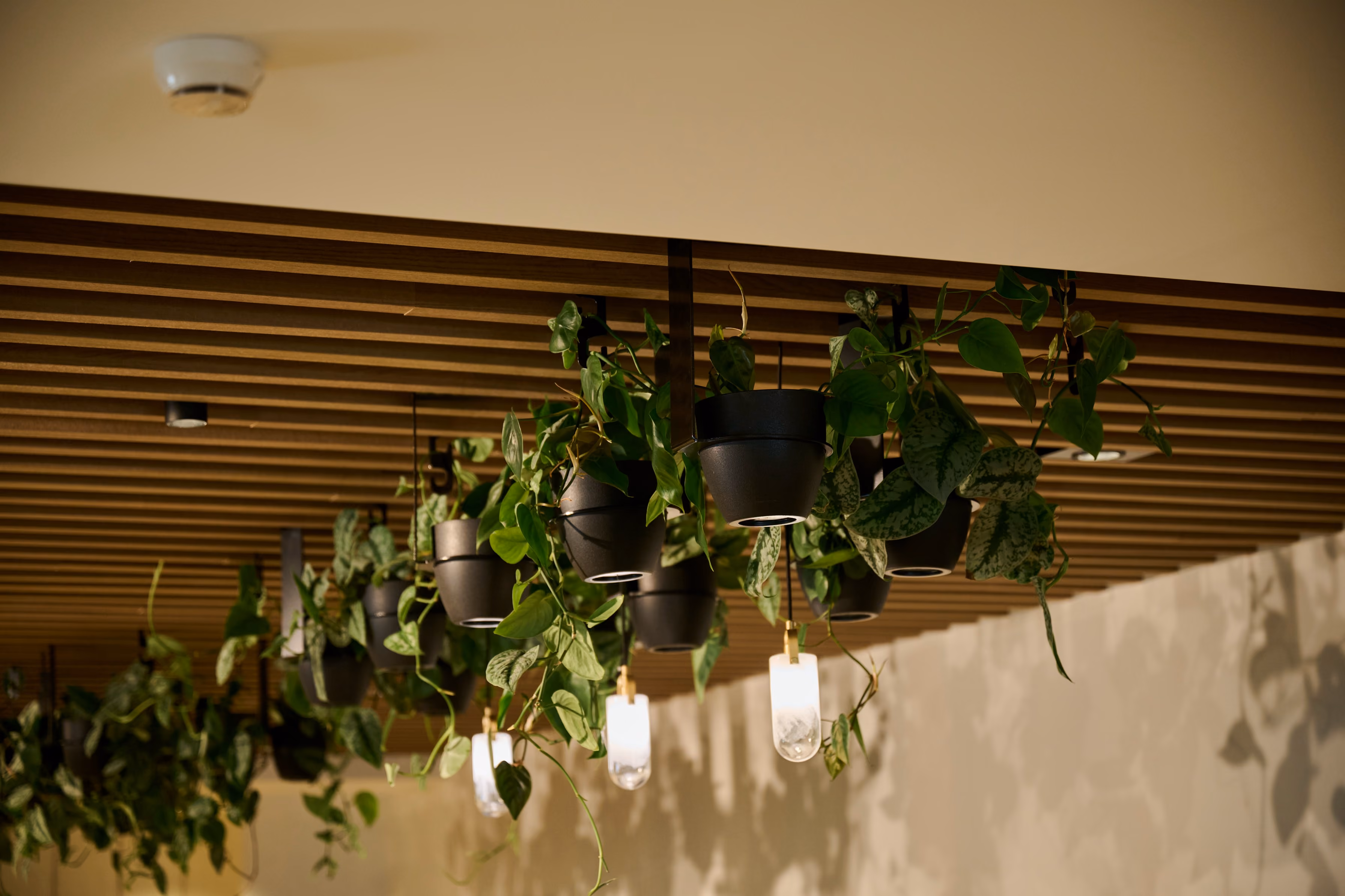 Suspended black pots of trailing pothos and brass pendant lights beneath the timber batten ceiling at Orewa.