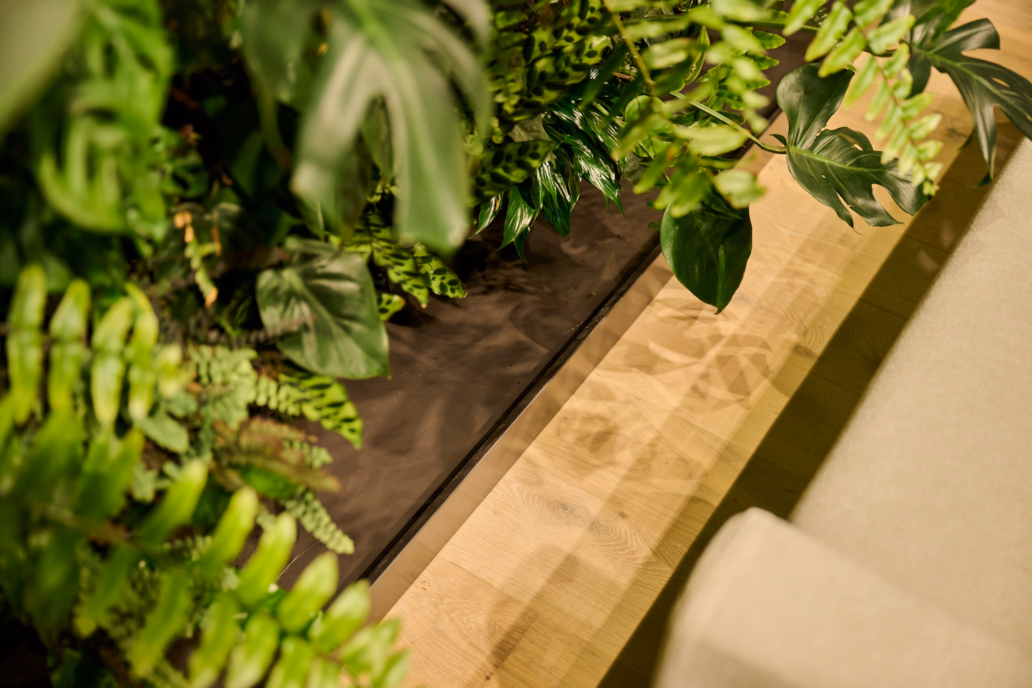 A close detail of Orewa's living wall where monstera and trailing pothos meet the timber ledge below.