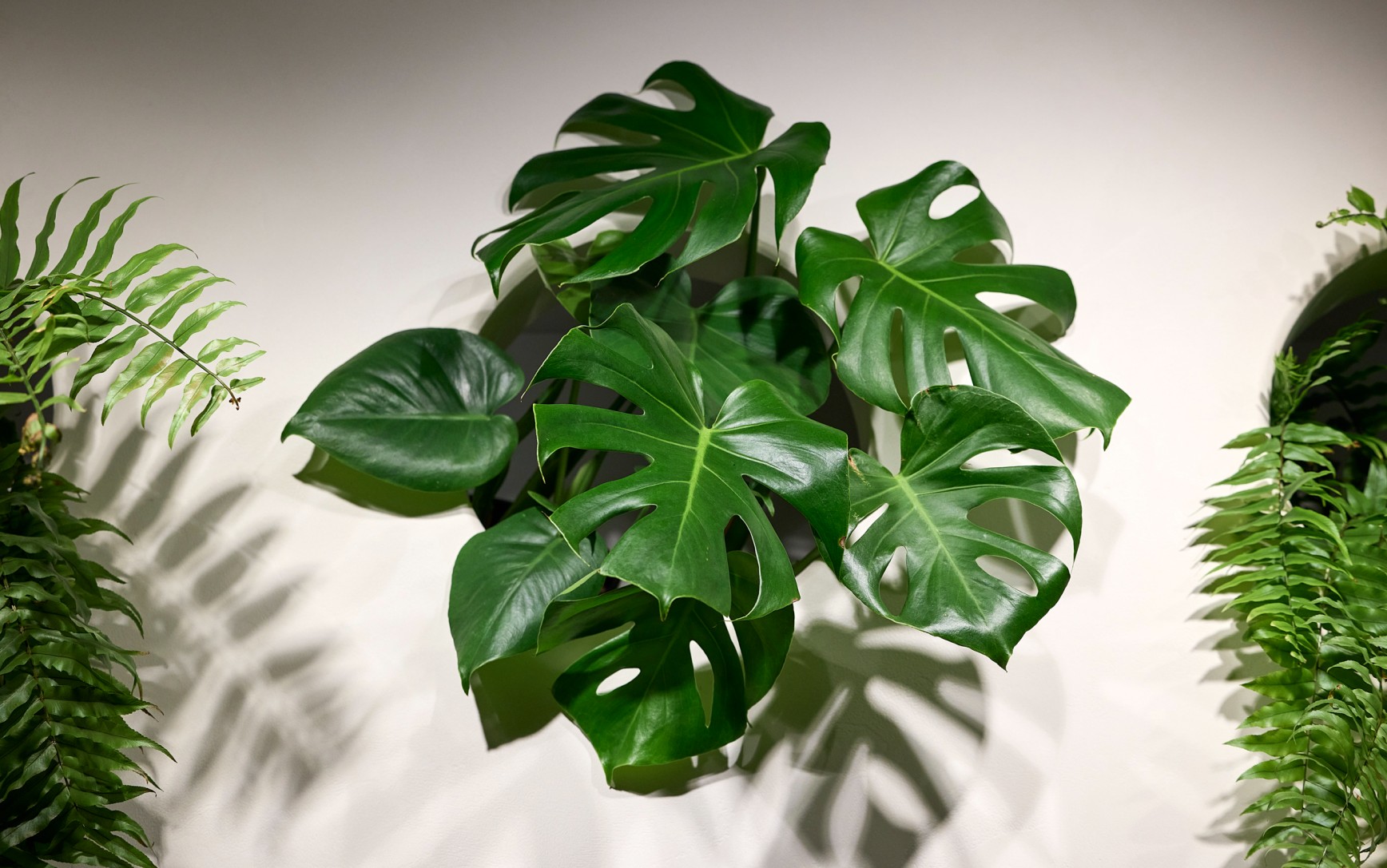 Monstera deliciosa leaves at the Qantas Business Lounge, Auckland — bold tropical foliage creating a fresh, leafy moment.