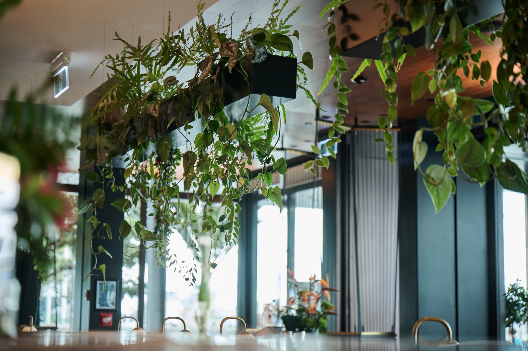 Hanging planters of pothos and trailing foliage soften the ceiling above Park Hyatt Auckland's bar, with city views beyond.