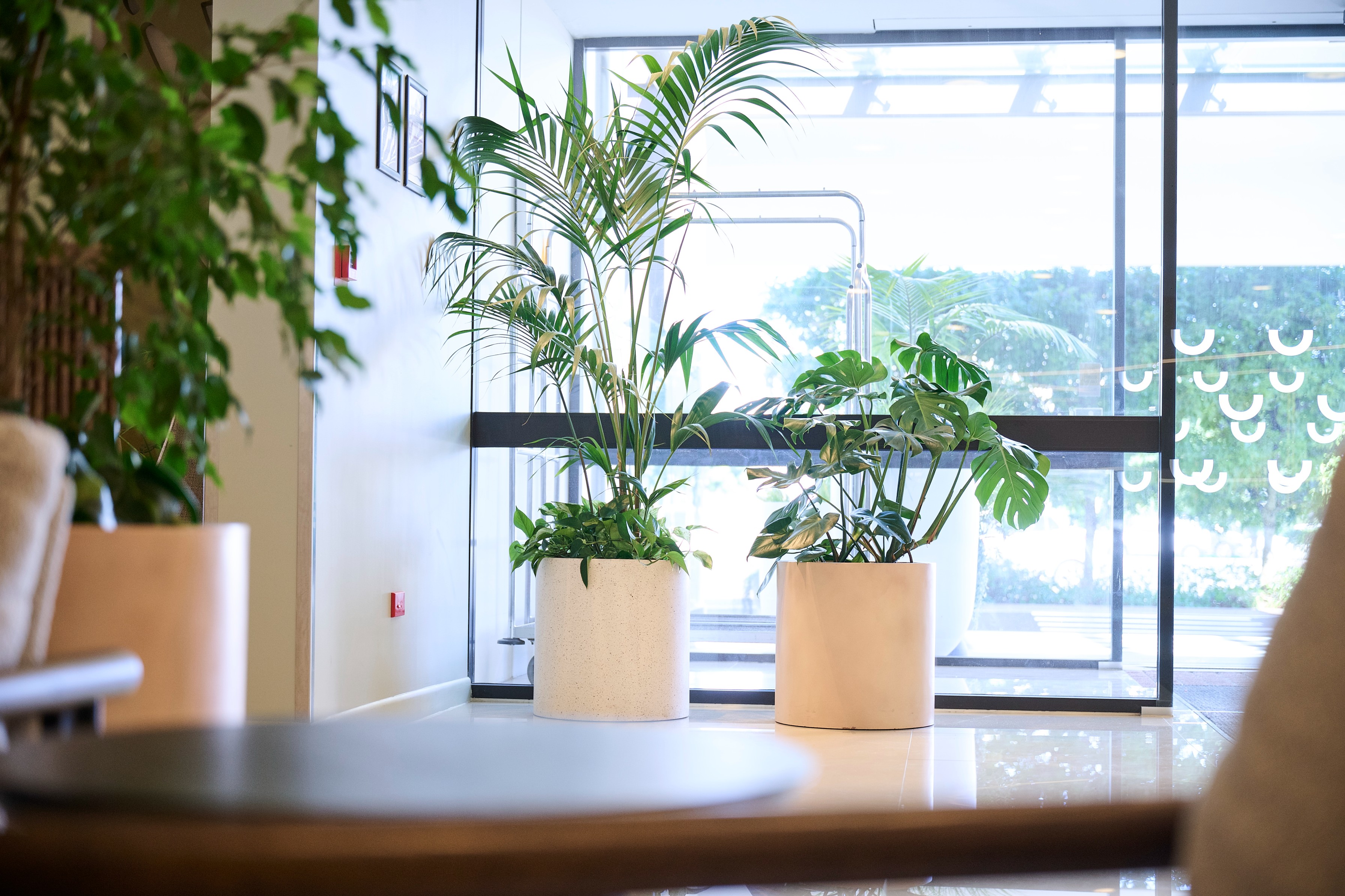A kentia palm and monstera is paired white planters catch the light on a windowsill at Sudima Airport Hotel.