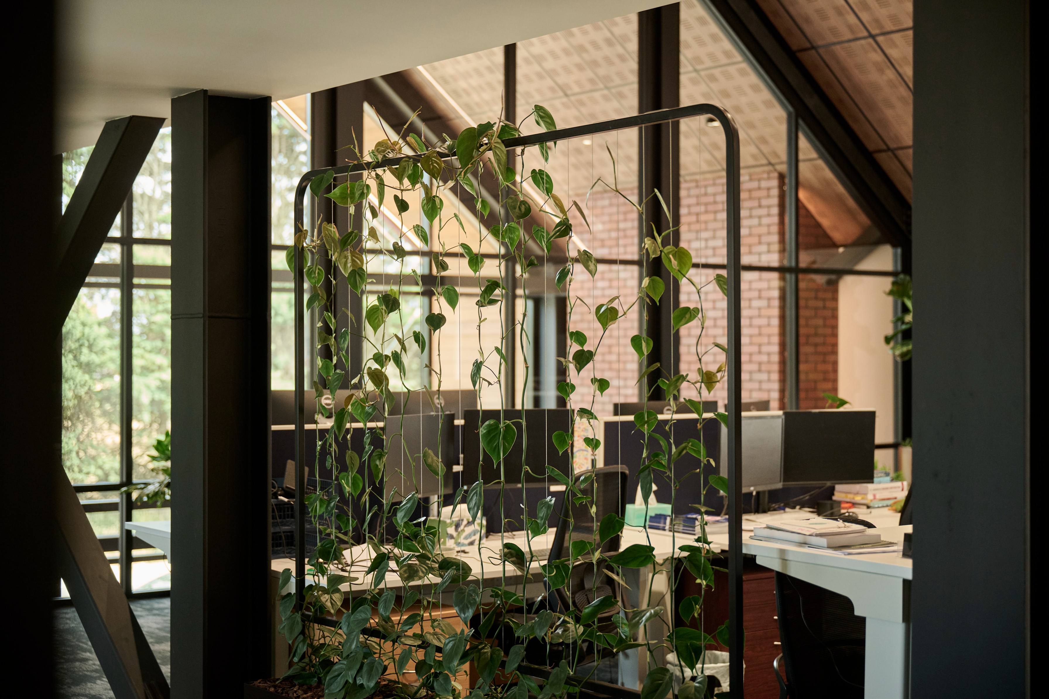 Trailing pothos and philodendron vines strung as a room divider between open-plan workstations near a staircase.