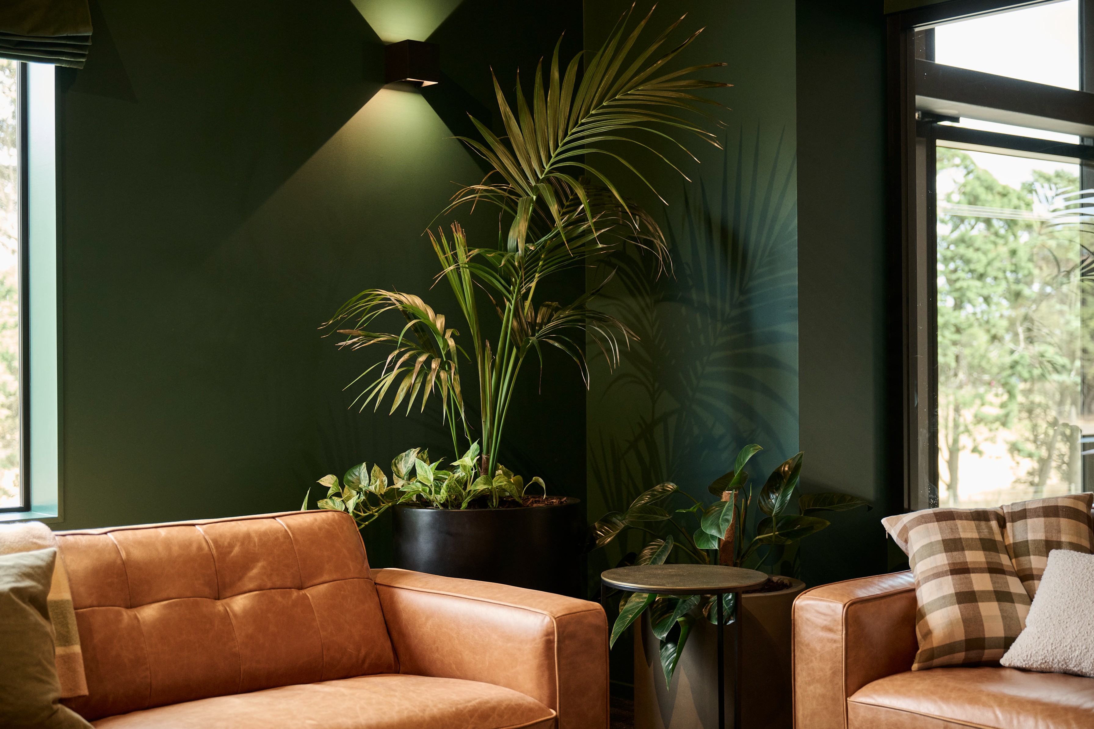Kentia palm silhouetted against a dark green wall beside a window, lit by a single spotlight.