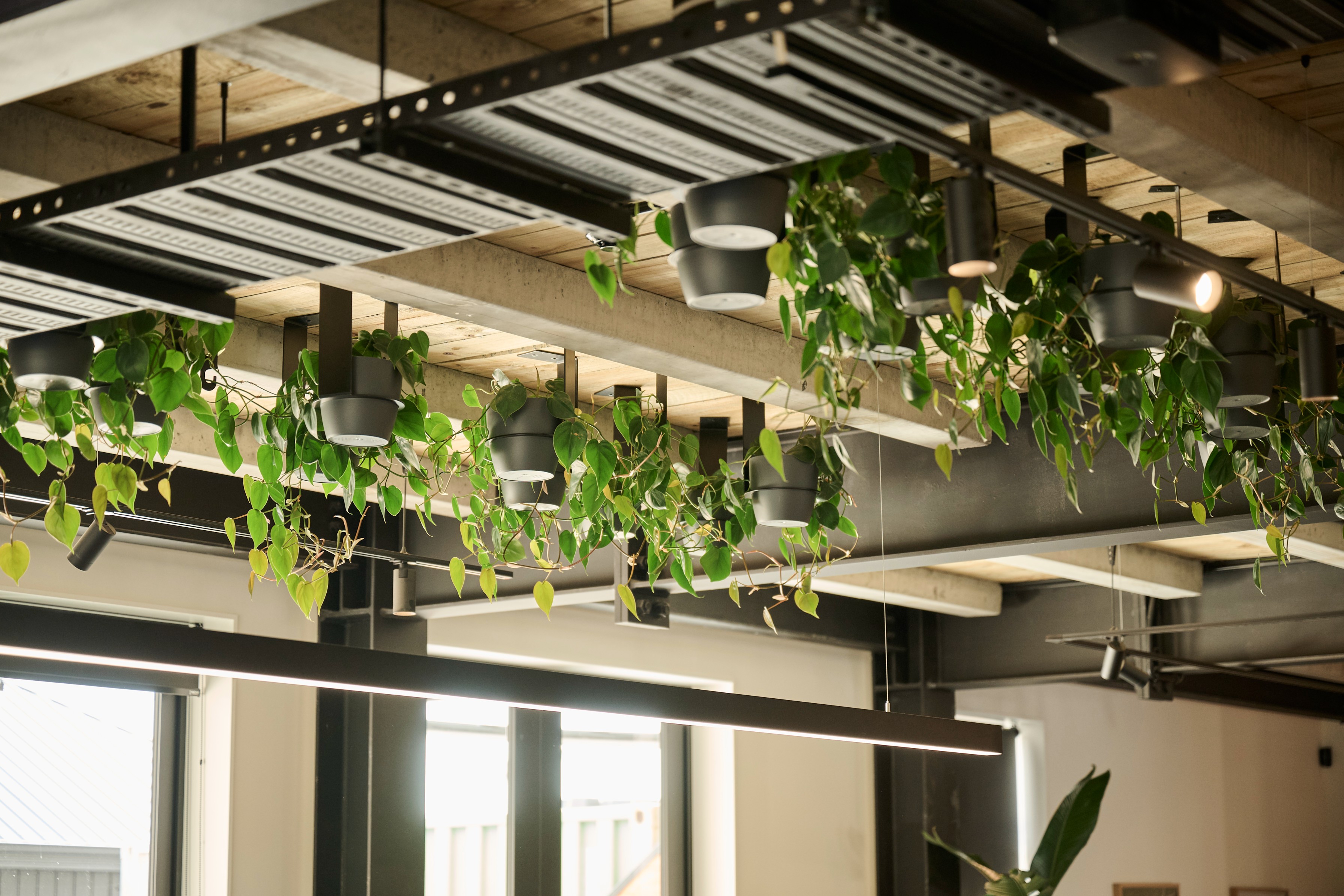 Aerial planting installation of hanging pothos and philodendron suspended along steel beams across a timber ceiling.
