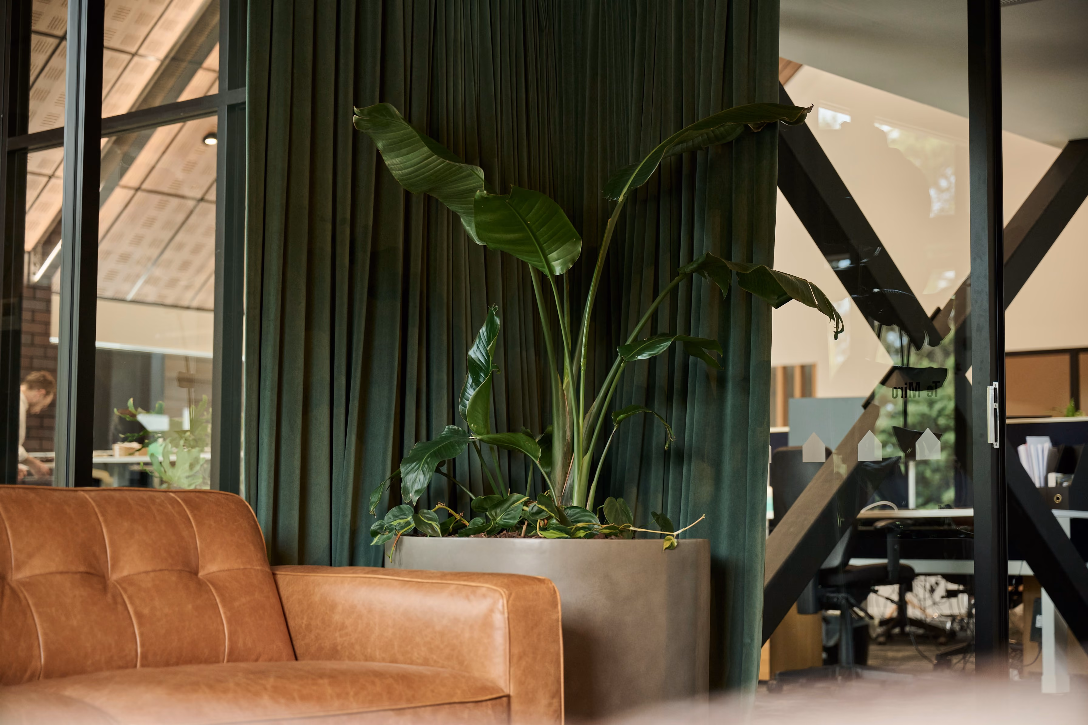  Monstera and Strelizia in a concrete planter against a green curtain, with a house-shaped cutout screen and workstations beyond.