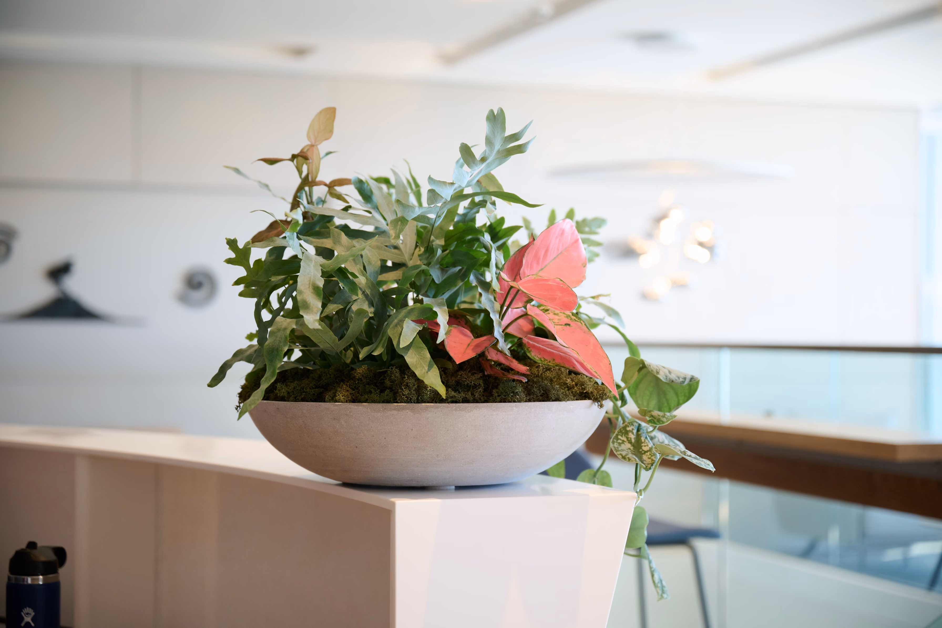 A mixed bowl planter of calathea, pothos, and fern greets visitors at the Deloitte reception.
