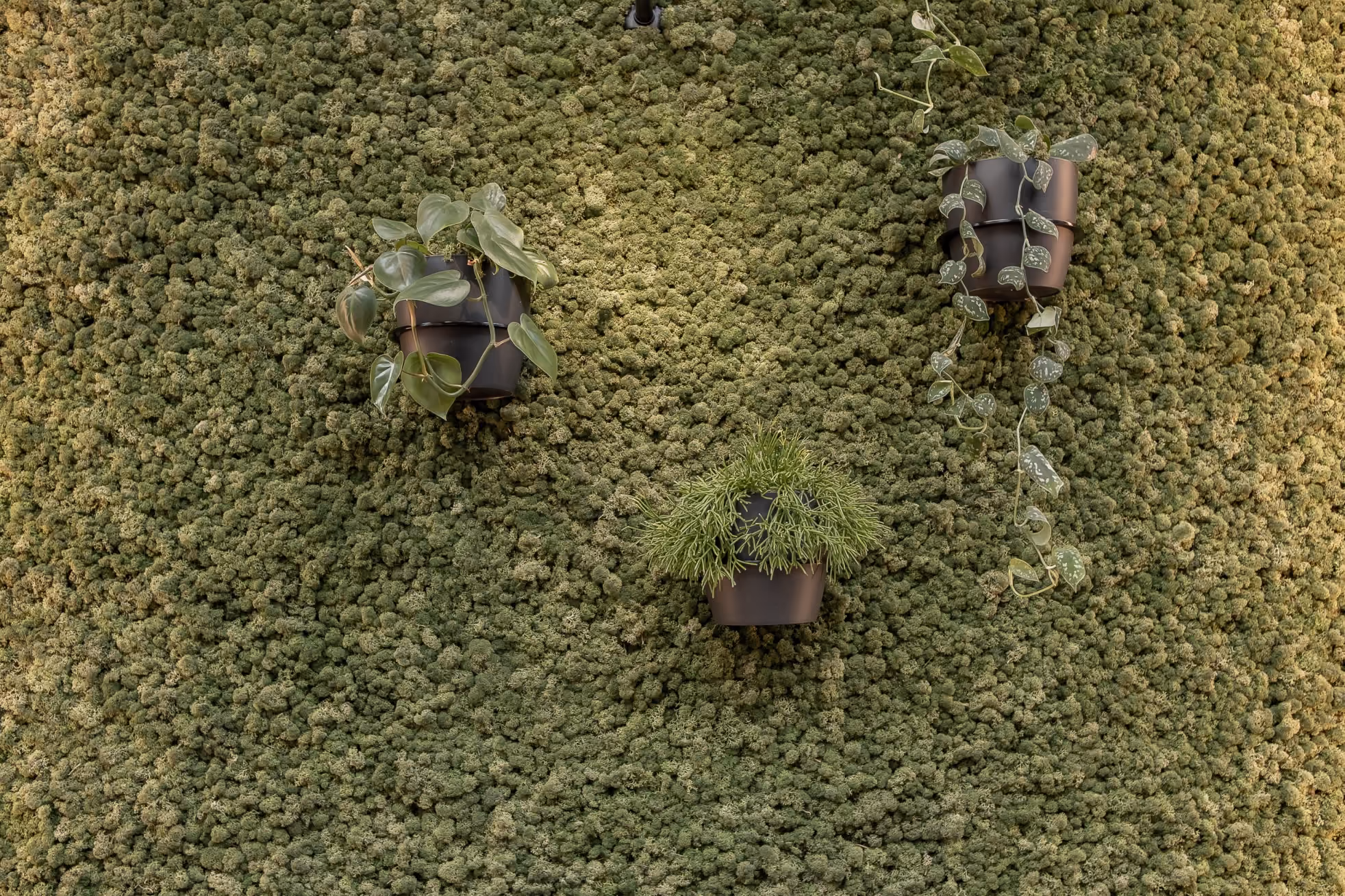 Moss wall close-up with three wall-mounted pots of trailing pothos.