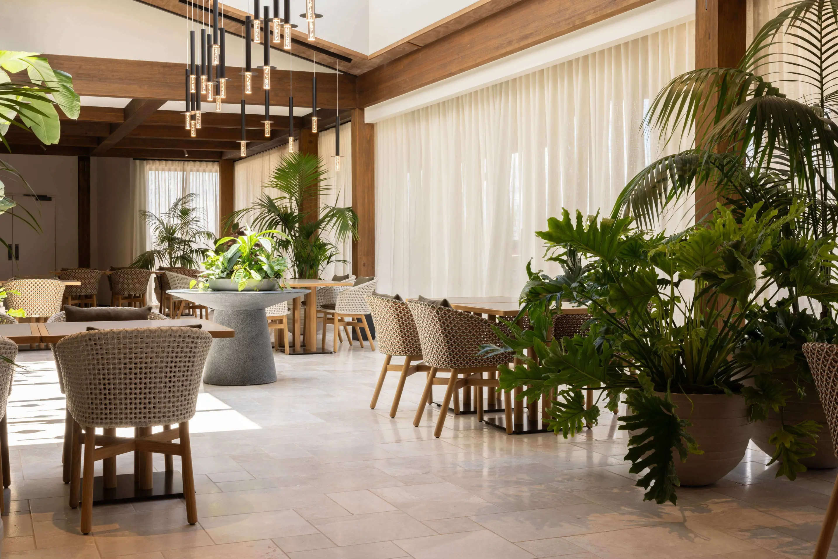 Sunlit communal dining space with rattan chairs, timber beams, sheer curtains, and lush potted palms and ferns.