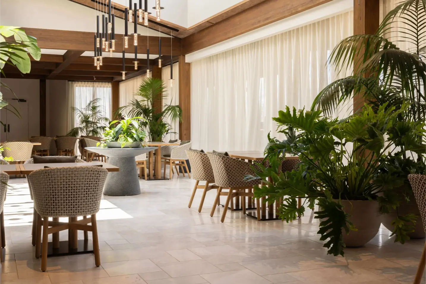Split-leaf philodendron and Kentia palms in large planters among woven-back dining chairs beneath a pendant light cluster.