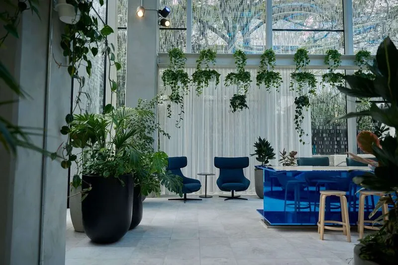 Hanging pothos above blue lounge chairs and a blue bar, with large black planters beside full-height glazing.
